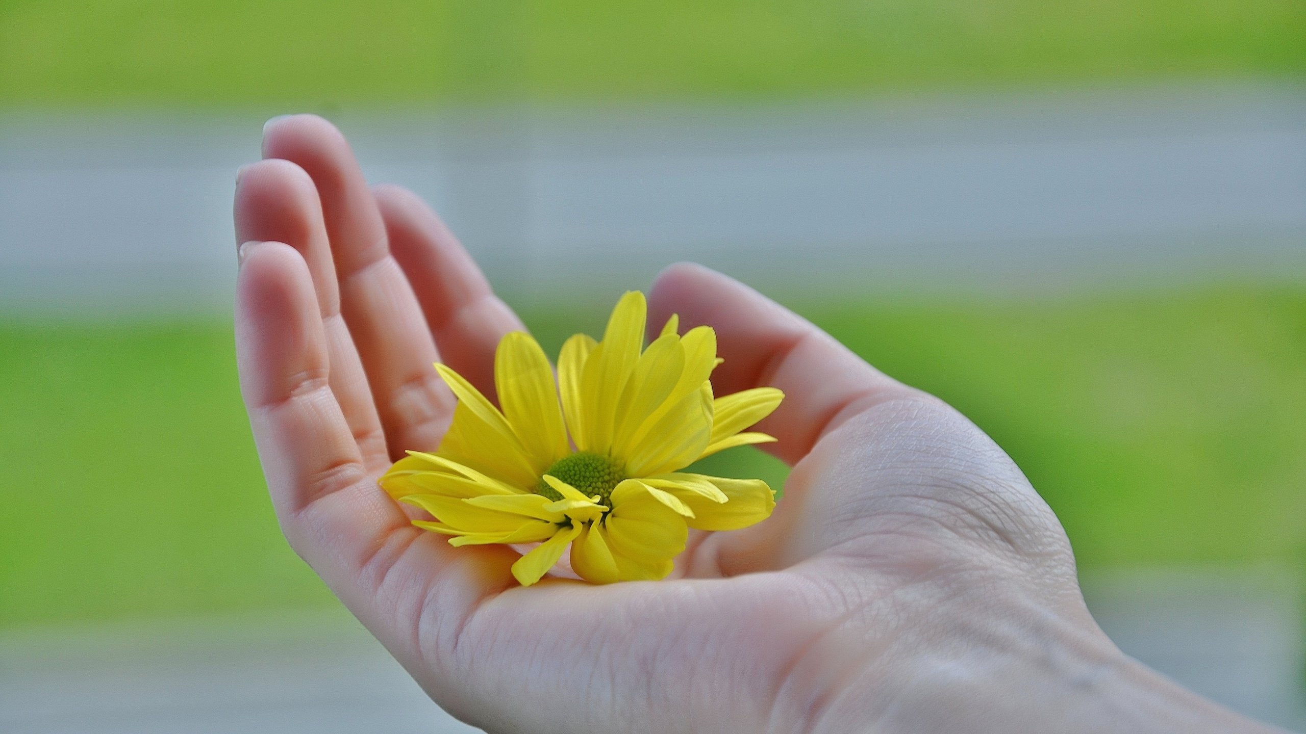Обои желтый, рука, цветок, лепестки, пальцы, ладонь, yellow, hand, flower, petals, fingers, palm разрешение 4928x3264 Загрузить
