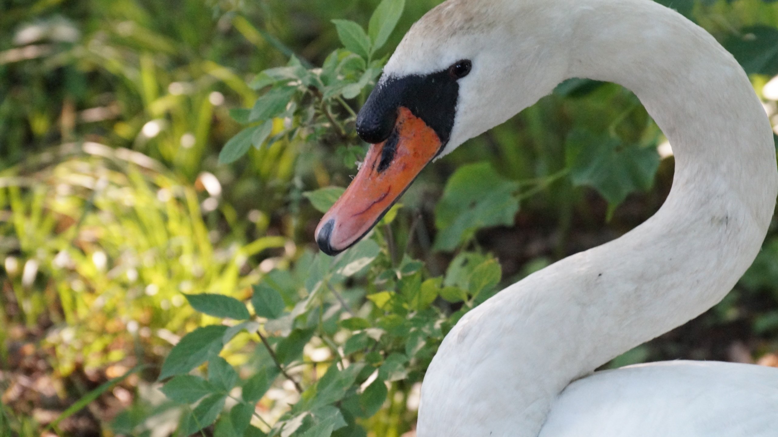 Обои природа, птица, лебедь, шея, nature, bird, swan, neck разрешение 3872x2576 Загрузить