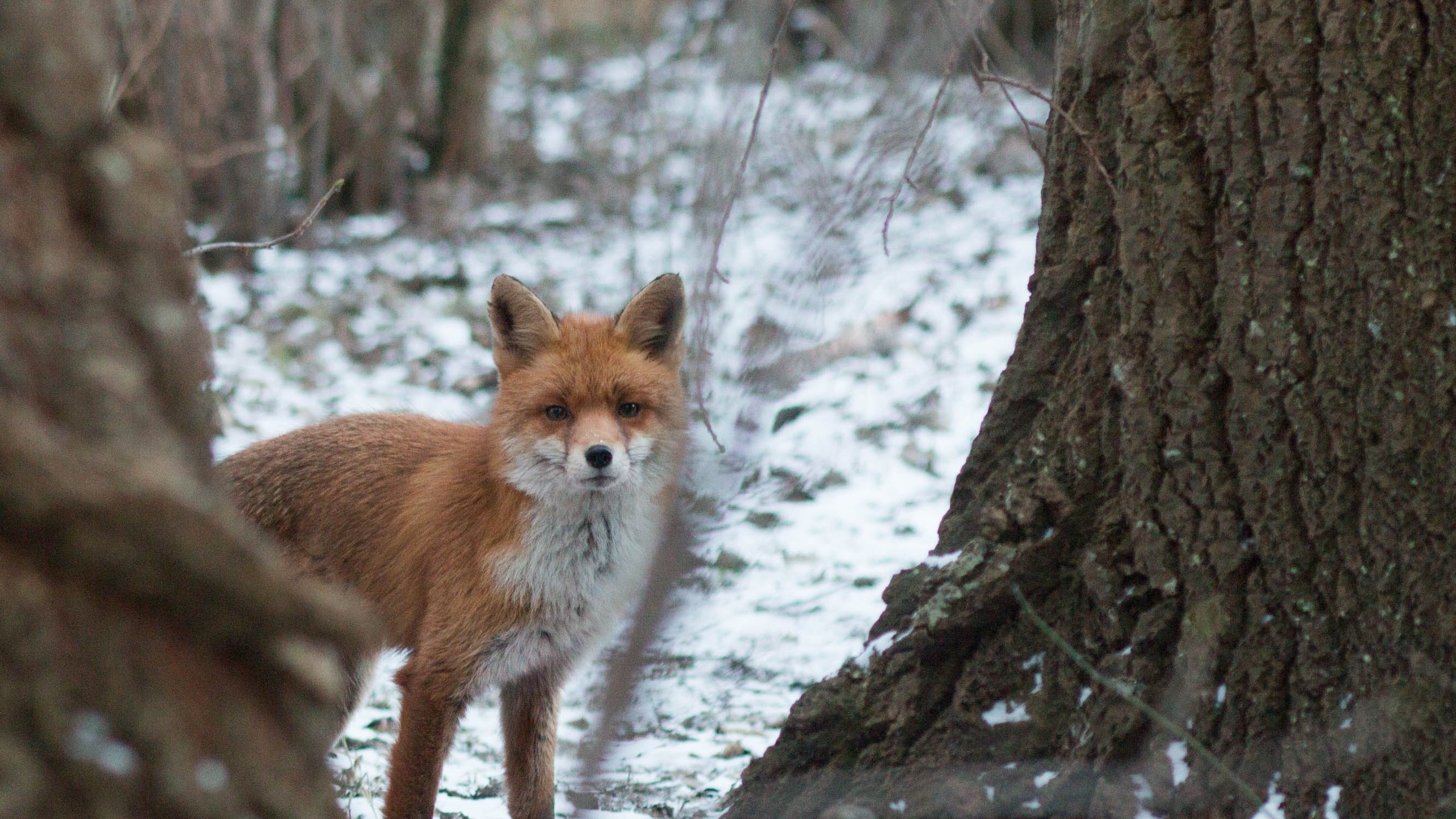 Обои морда, деревья, снег, природа, лес, зима, лиса, лисица, face, trees, snow, nature, forest, winter, fox разрешение 2667x1667 Загрузить