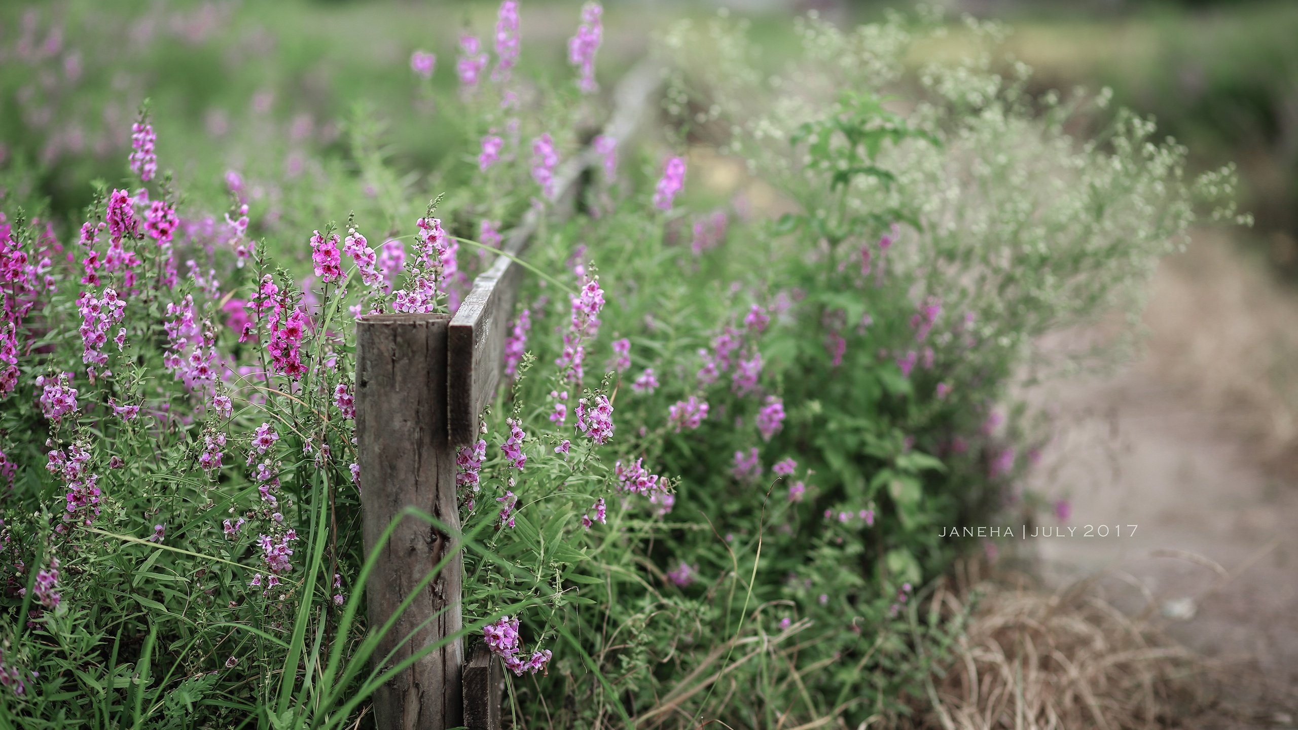 Обои цветы, лето, забор, полевые цветы, jane ha, flowers, summer, the fence, wildflowers разрешение 2835x1890 Загрузить