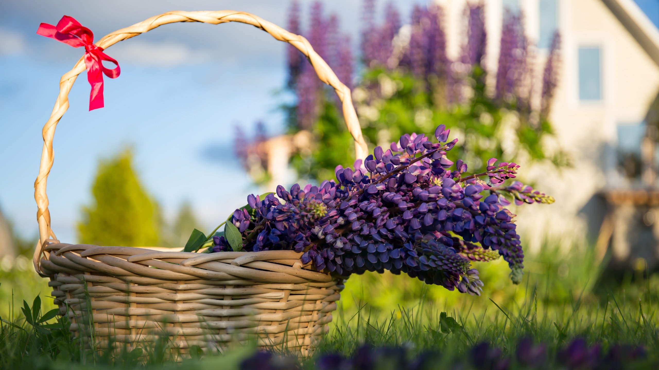 Обои цветы, трава, лаванда, корзина, сиреневые, flowers, grass, lavender, basket, lilac разрешение 5472x3648 Загрузить