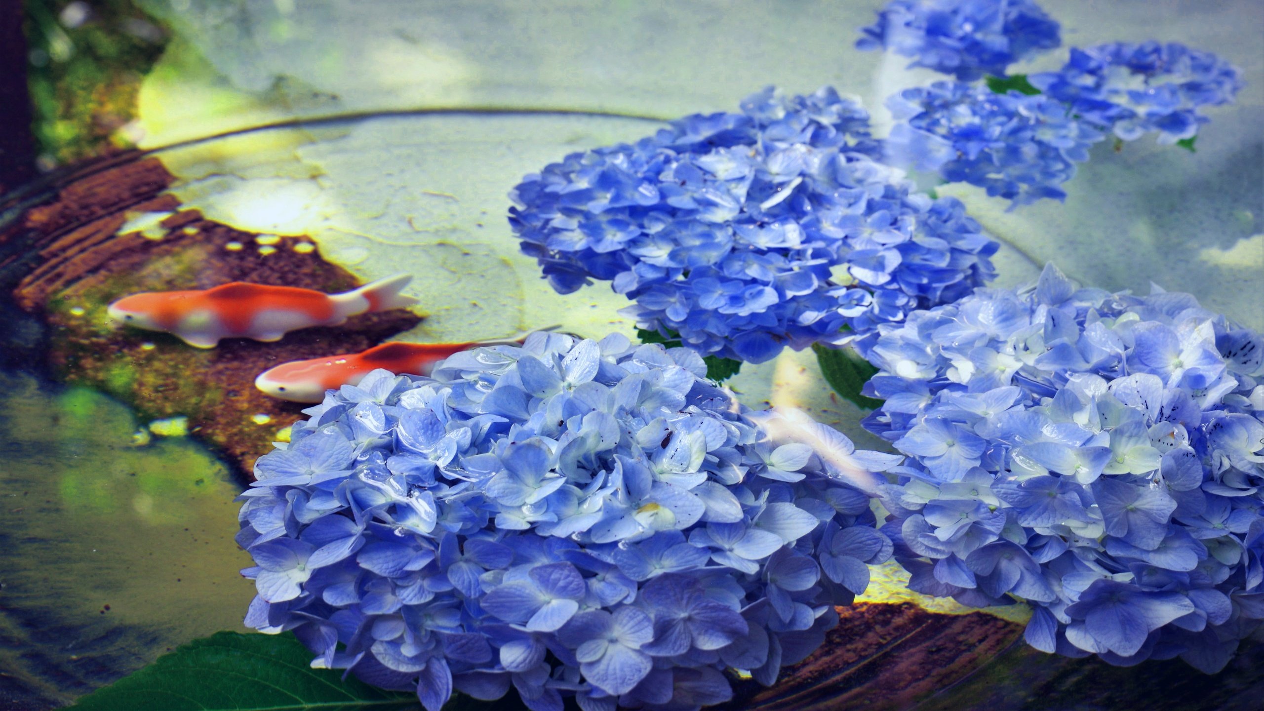 Обои цветы, вода, рыбки, рыбы, водоем, пруд, гортензия, flowers, water, fish, pond, hydrangea разрешение 5196x2923 Загрузить