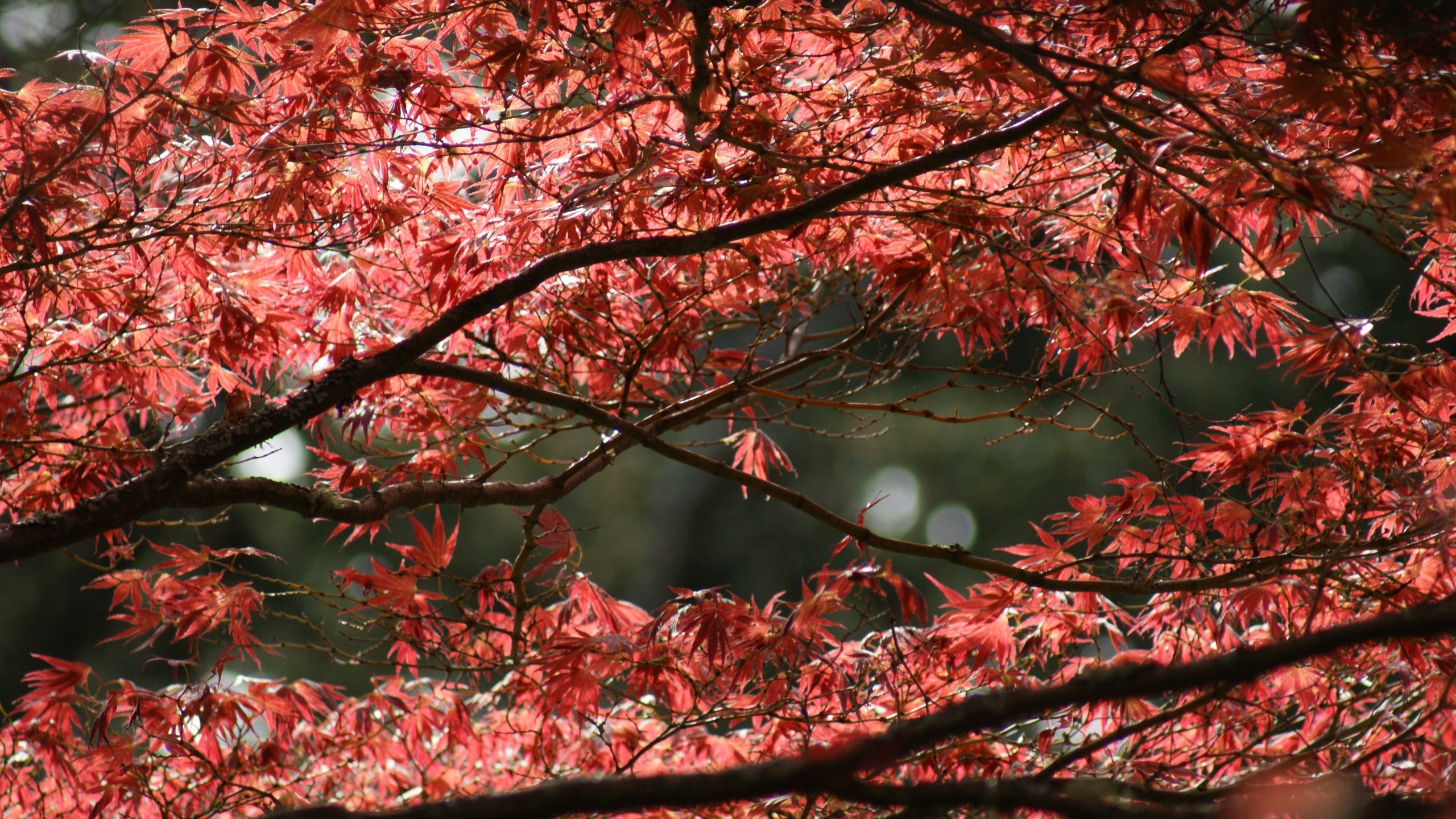 Обои природа, дерево, листья, ветки, ветви, листва, осень, клен, nature, tree, leaves, branches, branch, foliage, autumn, maple разрешение 4592x3056 Загрузить