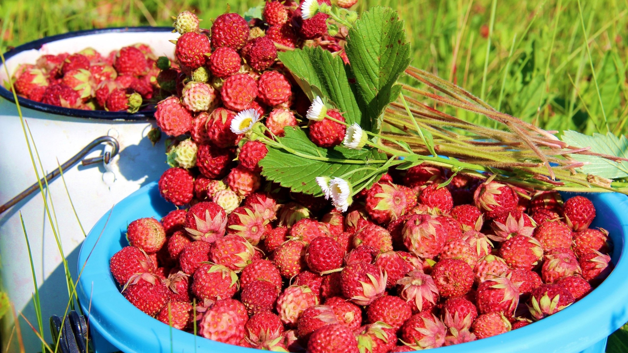 Обои листья, лето, ягоды, земляника, leaves, summer, berries, strawberries разрешение 3048x2000 Загрузить