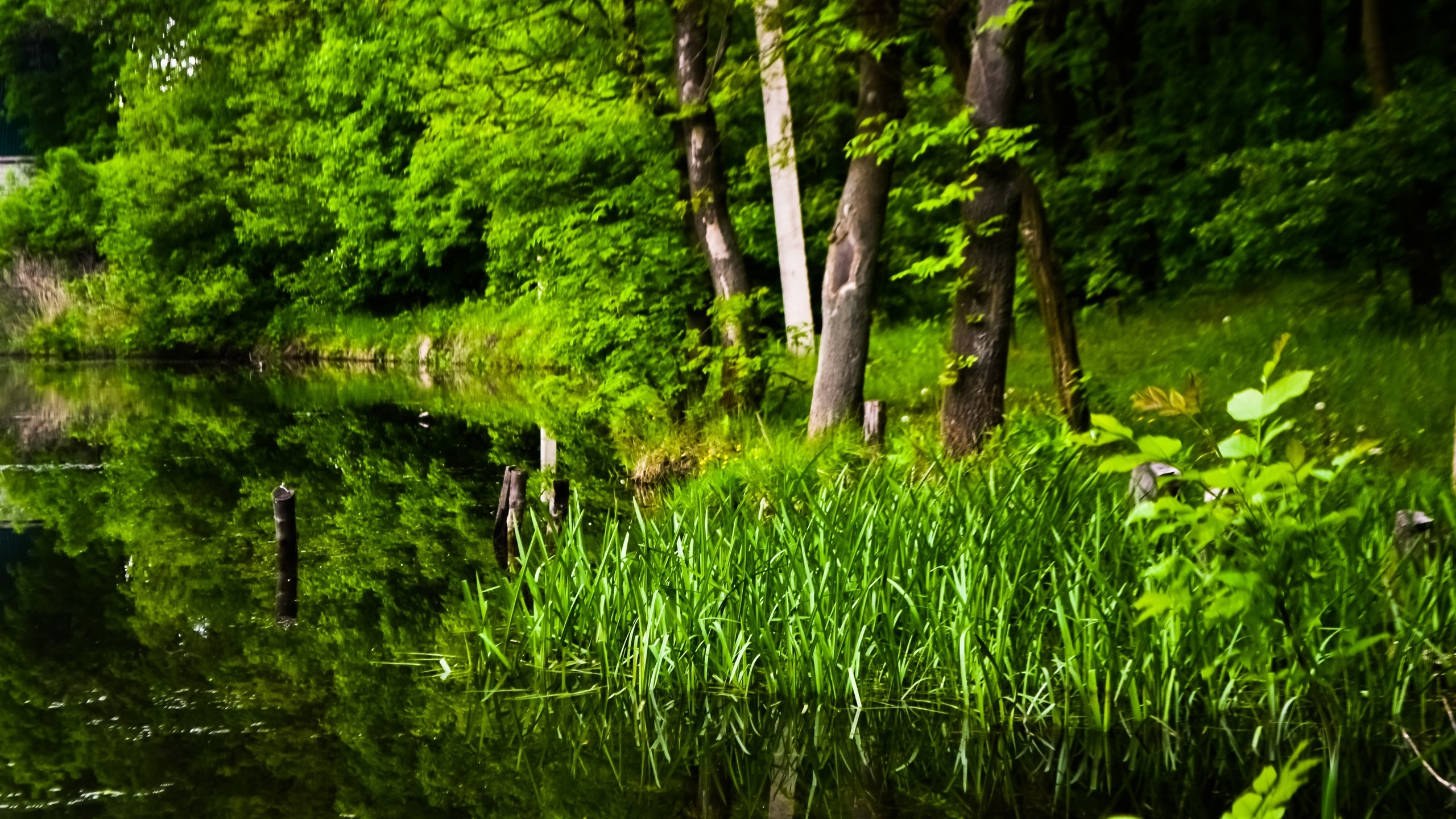 Обои трава, деревья, озеро, пейзаж, красиво, grass, trees, lake, landscape, beautiful разрешение 4608x3072 Загрузить