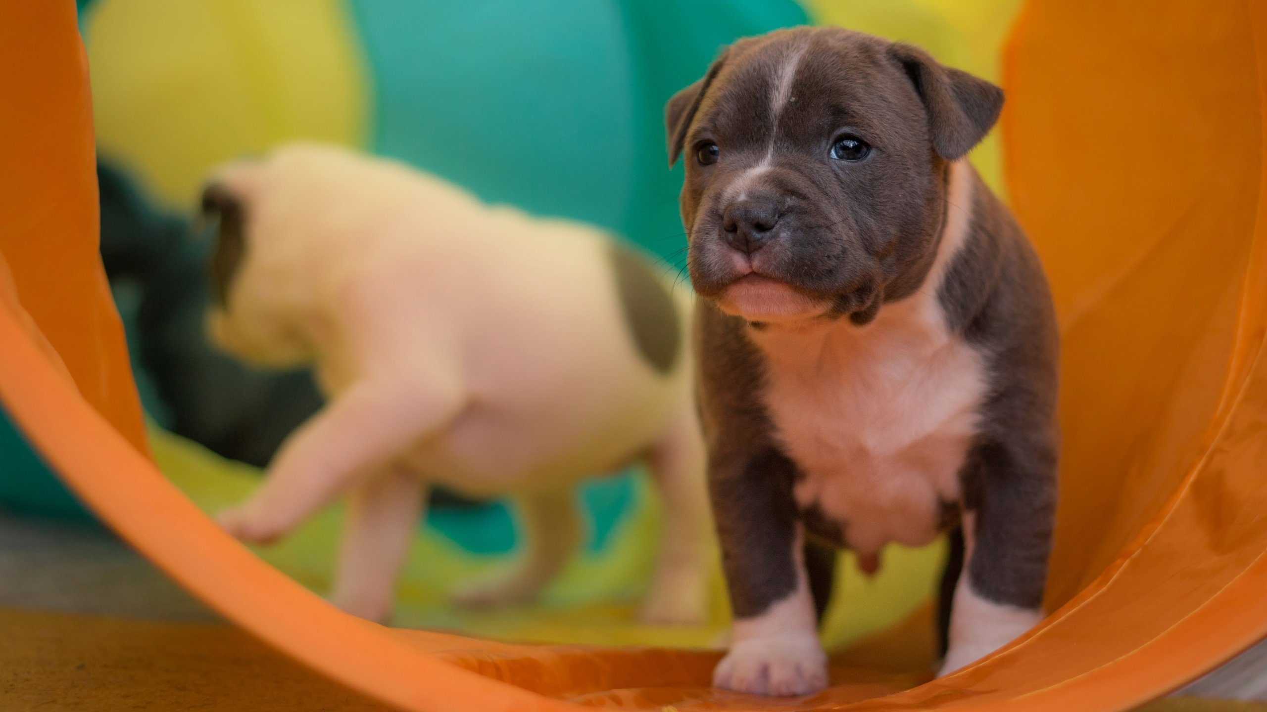 Обои щенок, щенки, малыш, собаки, французский бульдог, puppy, puppies, baby, dogs, french bulldog разрешение 4755x2675 Загрузить