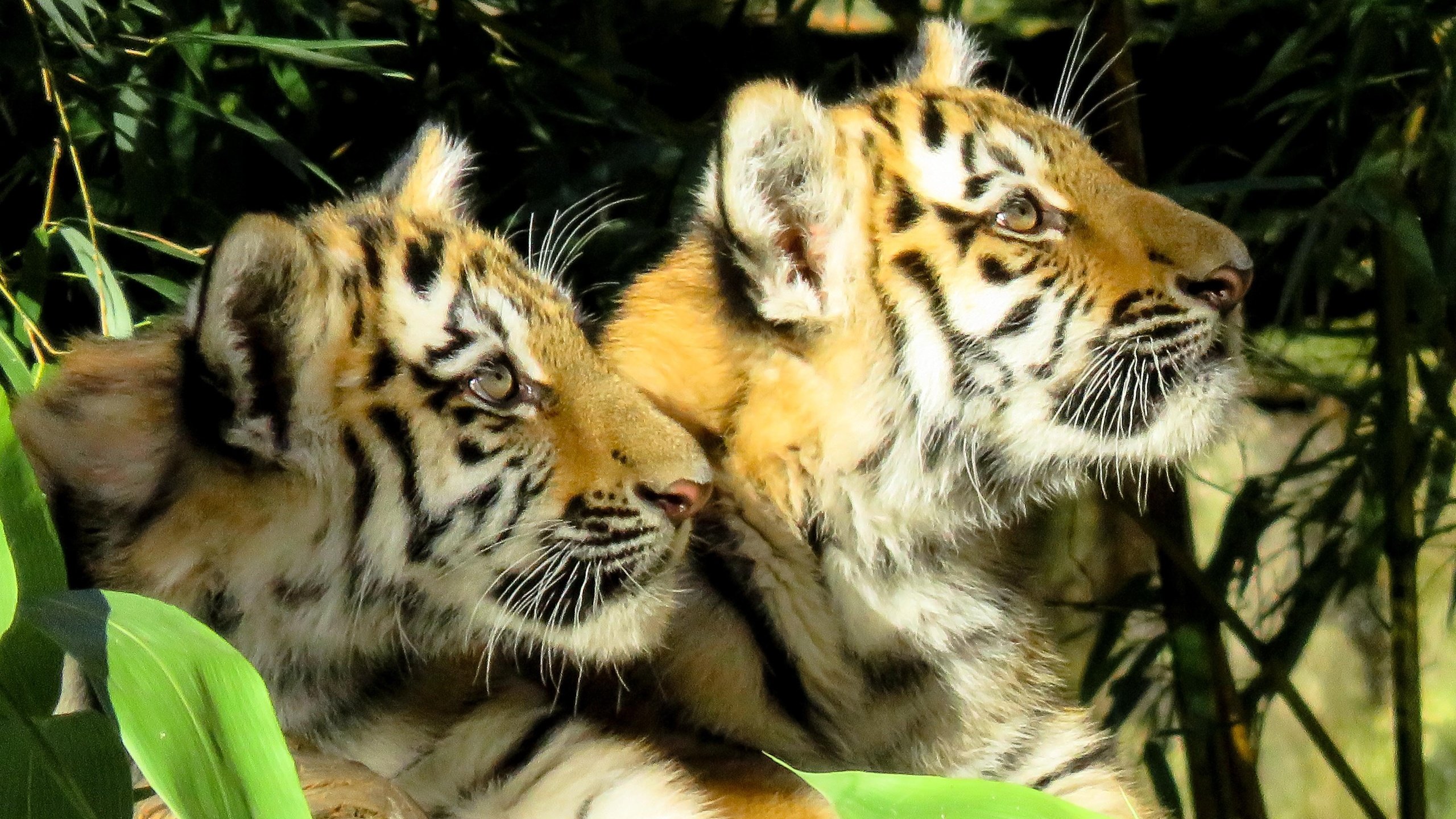 Обои мордочка, хищник, дикая кошка, тигрята, тигры, muzzle, predator, wild cat, the cubs, tigers разрешение 4428x3199 Загрузить
