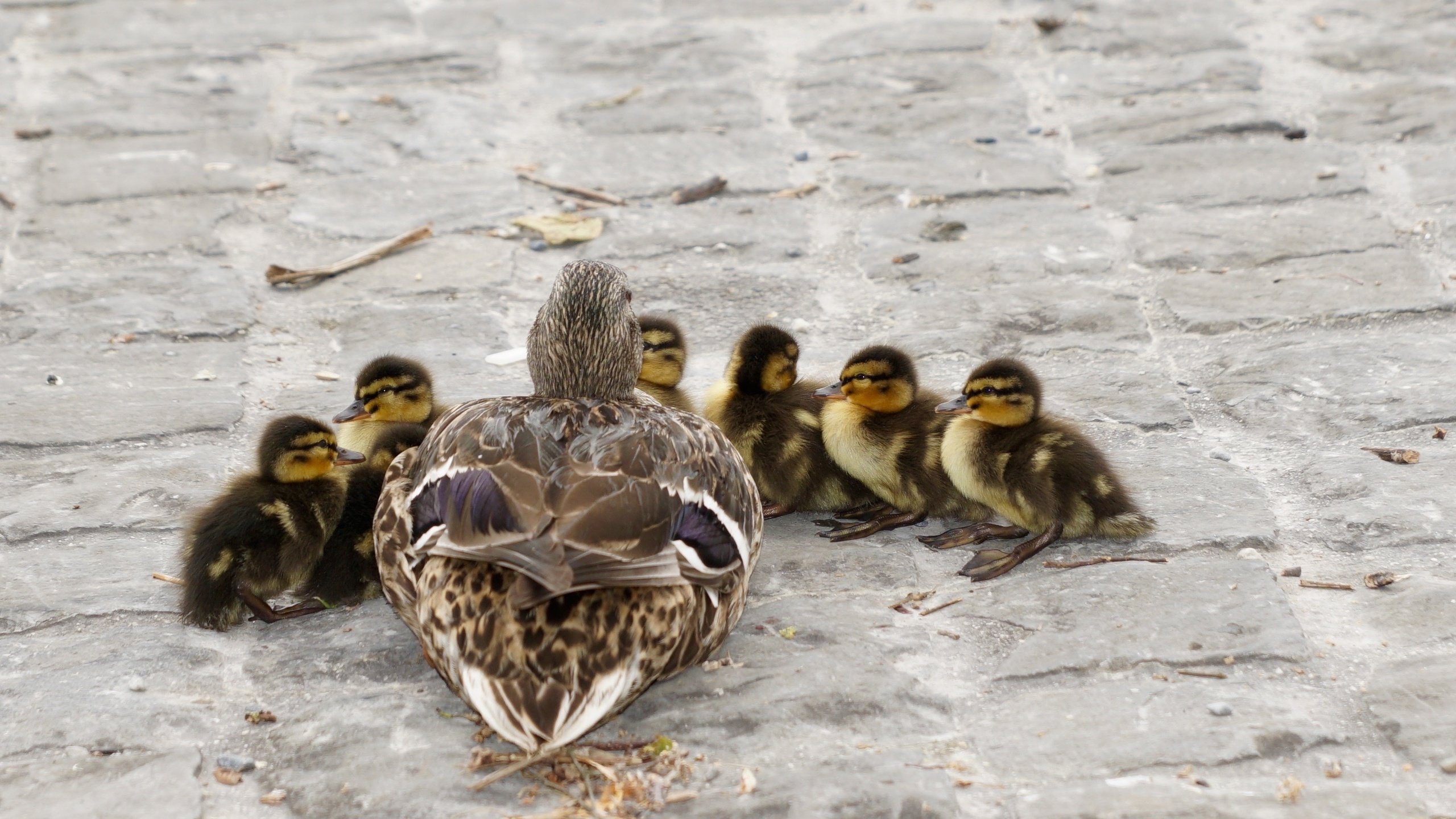 Обои птицы, утята, утки, утка, птенцы, кряква, birds, ducklings, duck, chicks, mallard разрешение 3008x1692 Загрузить