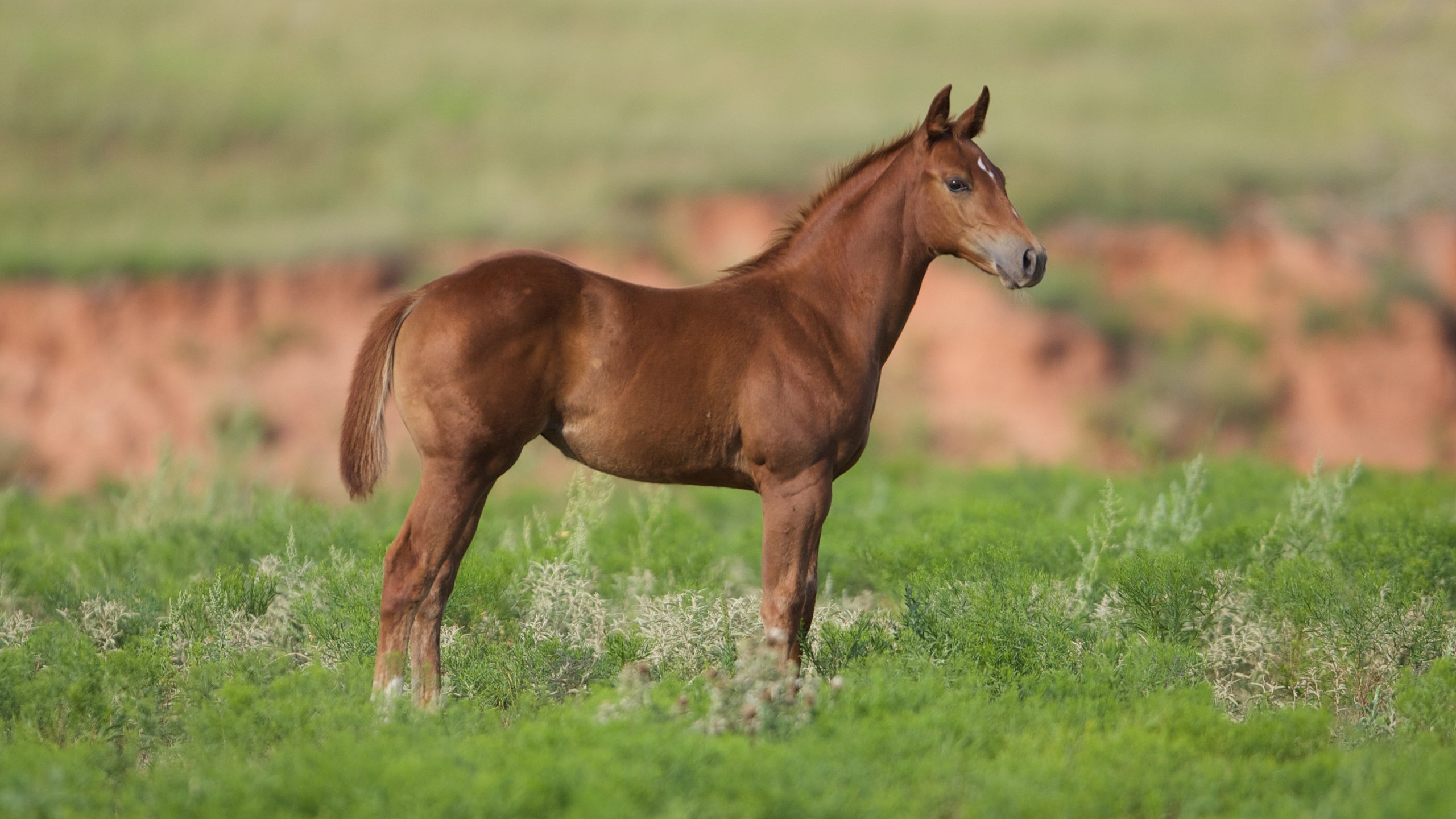 Обои лошадь, трава, конь, жеребенок, cam essick, horse, grass, foal разрешение 2880x1800 Загрузить