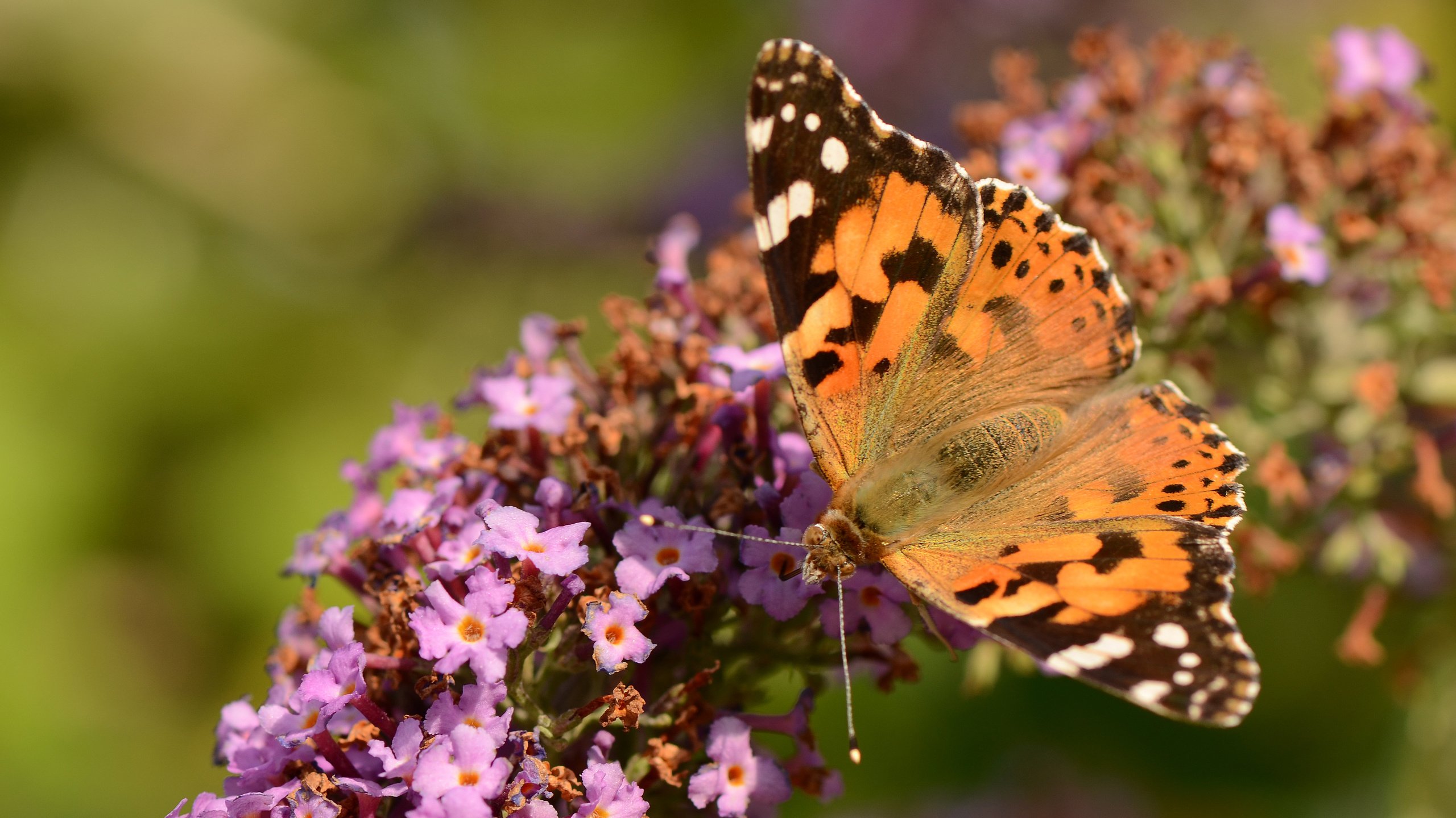 Обои насекомое, цветок, бабочка, крылья, сиреневый, insect, flower, butterfly, wings, lilac разрешение 4073x2698 Загрузить