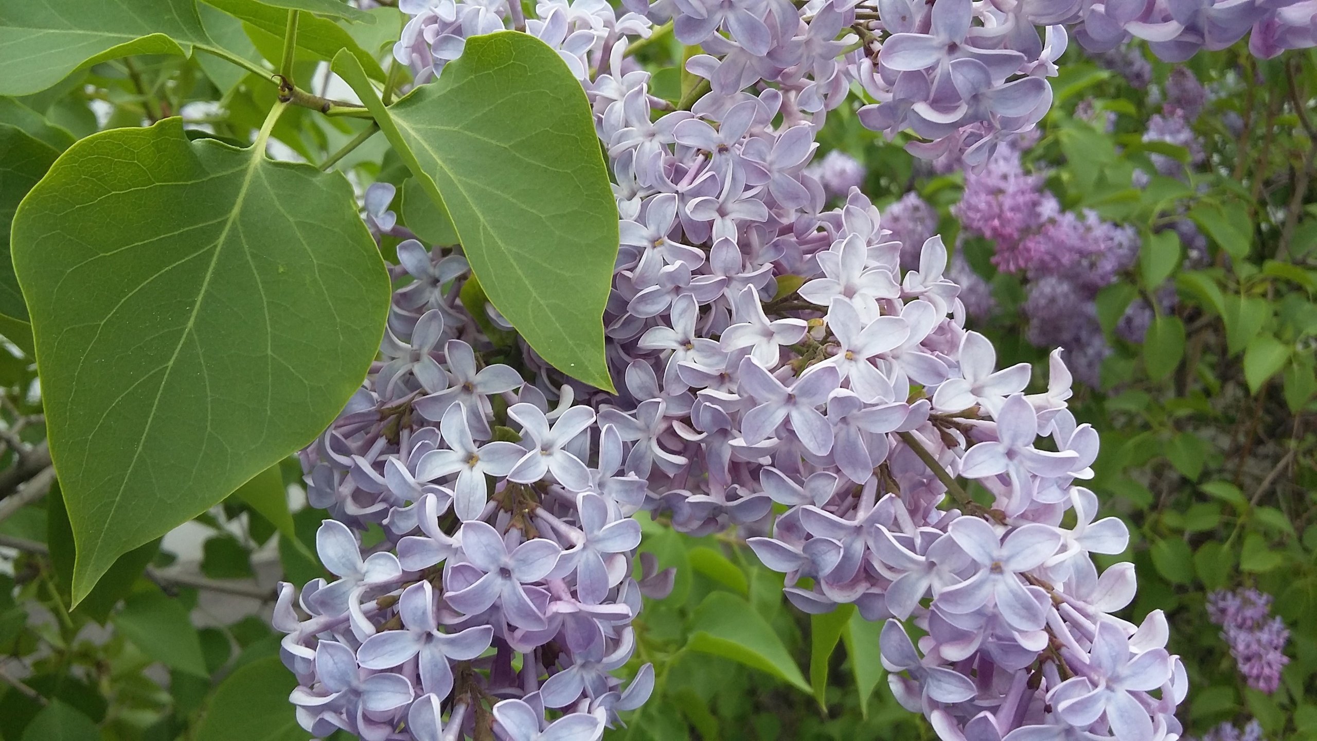 Обои цветы, цветение, зелень, листья, весна, сирень, май, flowers, flowering, greens, leaves, spring, lilac, may разрешение 3264x1836 Загрузить