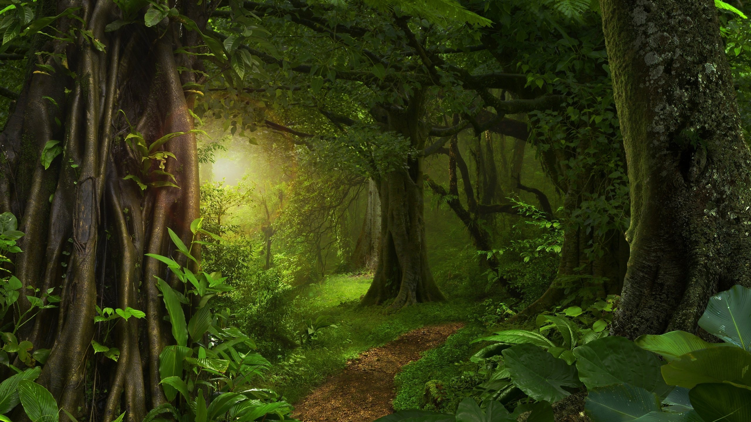 Обои деревья, солнце, зелень, лес, листья, тропинка, тропики, джунгли, trees, the sun, greens, forest, leaves, path, tropics, jungle разрешение 4256x2832 Загрузить