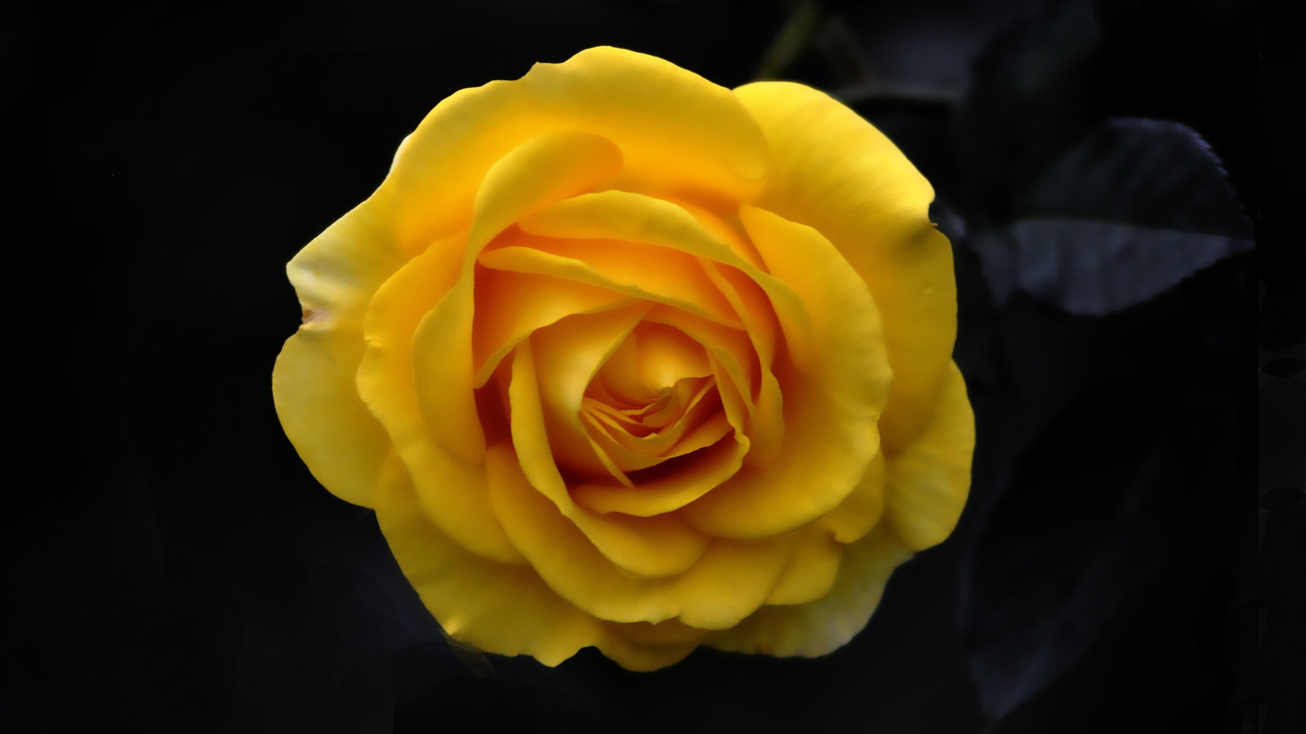 Обои фон, цветок, роза, лепестки, бутон, черный фон, жёлтая, background, flower, rose, petals, bud, black background, yellow разрешение 4184x2784 Загрузить