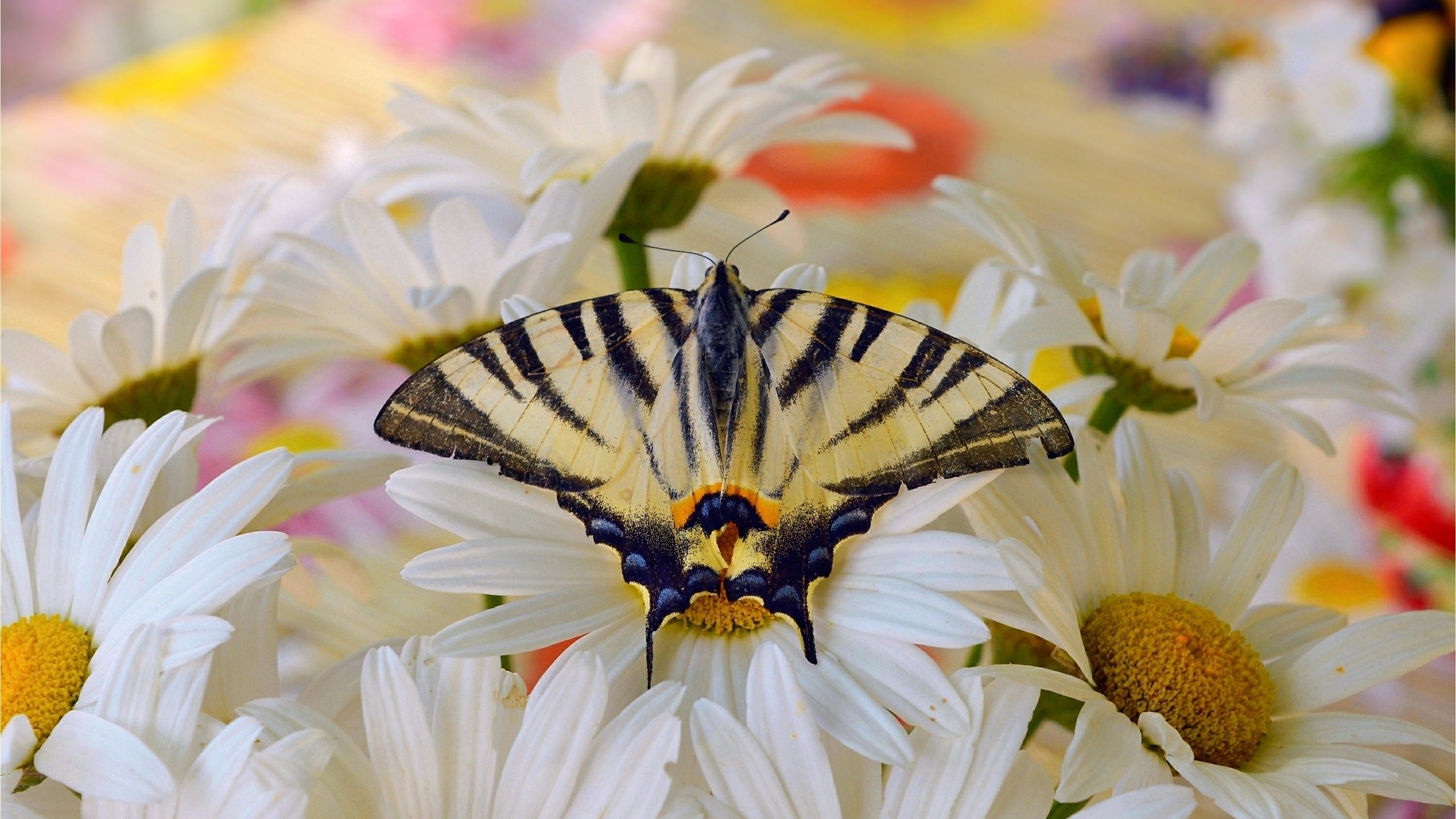 Обои макро, насекомое, бабочка, крылья, ромашки, белые цветы, монарх, macro, insect, butterfly, wings, chamomile, white flowers, monarch разрешение 3002x1858 Загрузить
