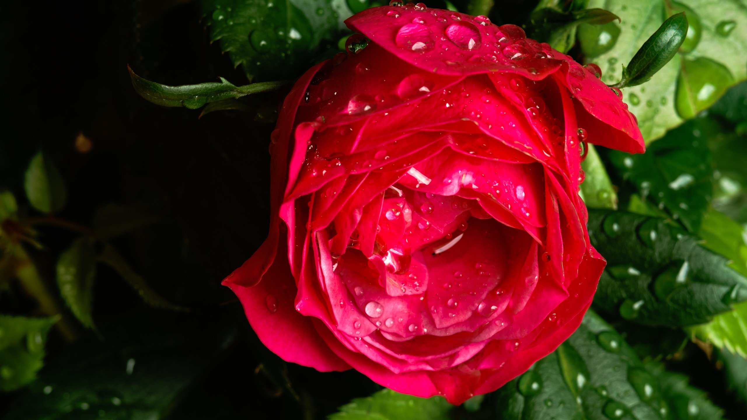 Обои макро, цветок, капли, роза, бутон, после дождя, macro, flower, drops, rose, bud, after the rain разрешение 6000x4000 Загрузить