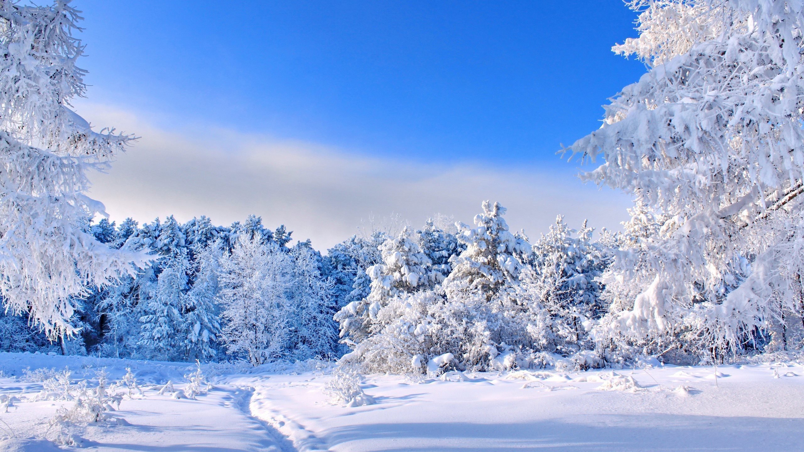 Обои небо, деревья, снег, природа, лес, зима, тропинка, следы, the sky, trees, snow, nature, forest, winter, path, traces разрешение 2560x1600 Загрузить