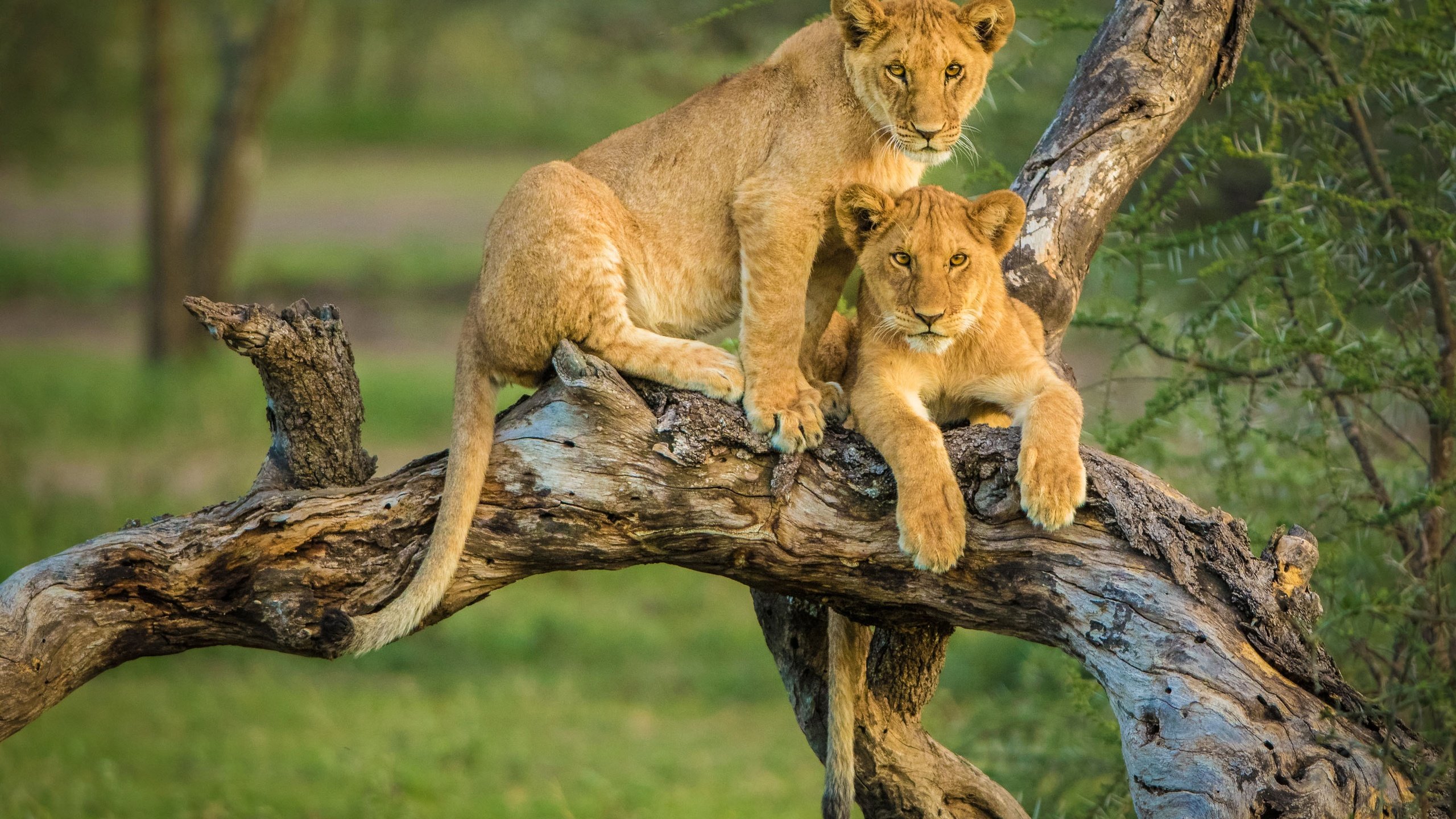 Обои парочка, львы, львята, коряга, a couple, lions, the cubs, snag разрешение 3000x2000 Загрузить