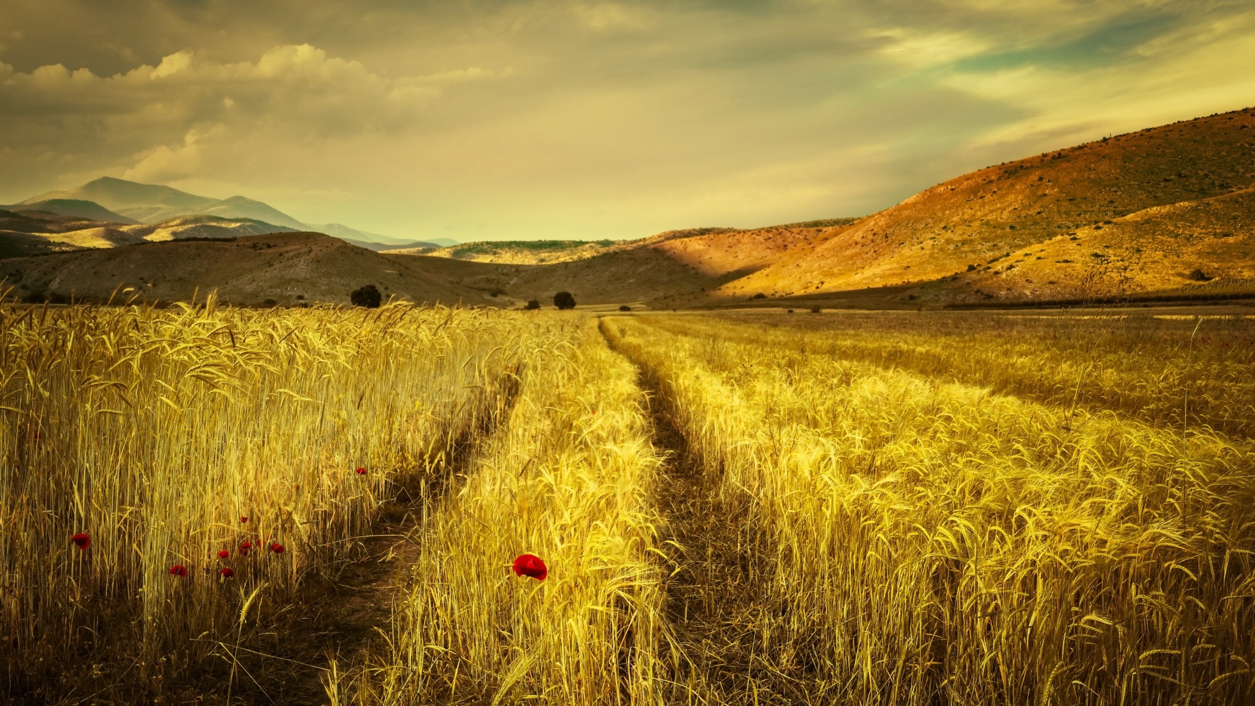 Обои небо, облака, горы, поле, лето, маки, колосья, the sky, clouds, mountains, field, summer, maki, ears разрешение 2560x1707 Загрузить