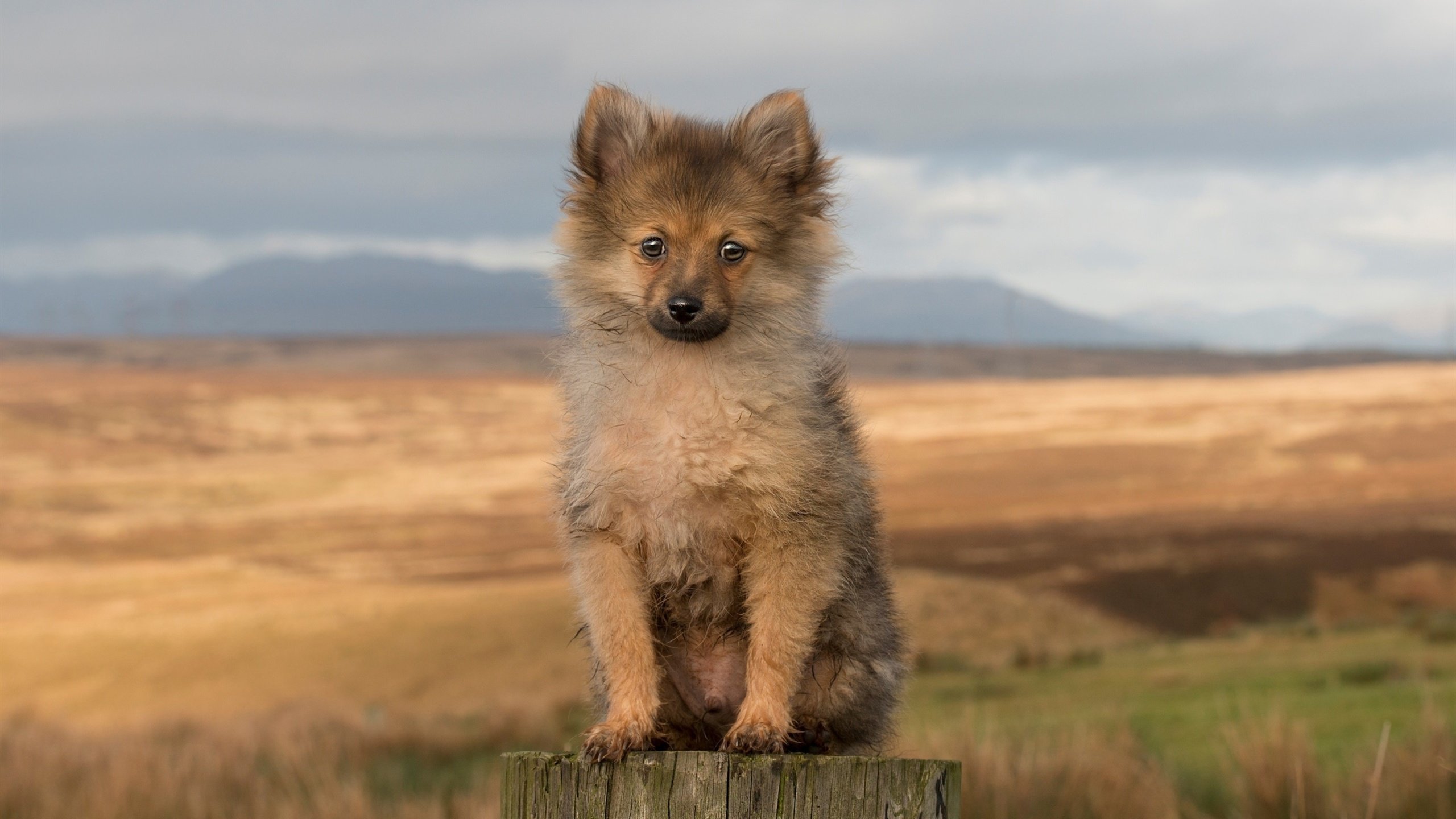 Обои мордочка, взгляд, собака, щенок, лапки, пенек, шпиц, muzzle, look, dog, puppy, legs, stump, spitz разрешение 3840x2160 Загрузить