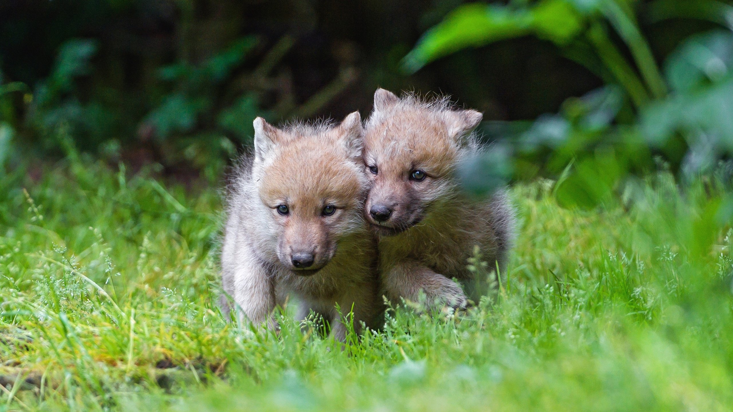 Обои трава, природа, волк, волчата, волчонок, grass, nature, wolf, the cubs, the cub разрешение 2880x1620 Загрузить