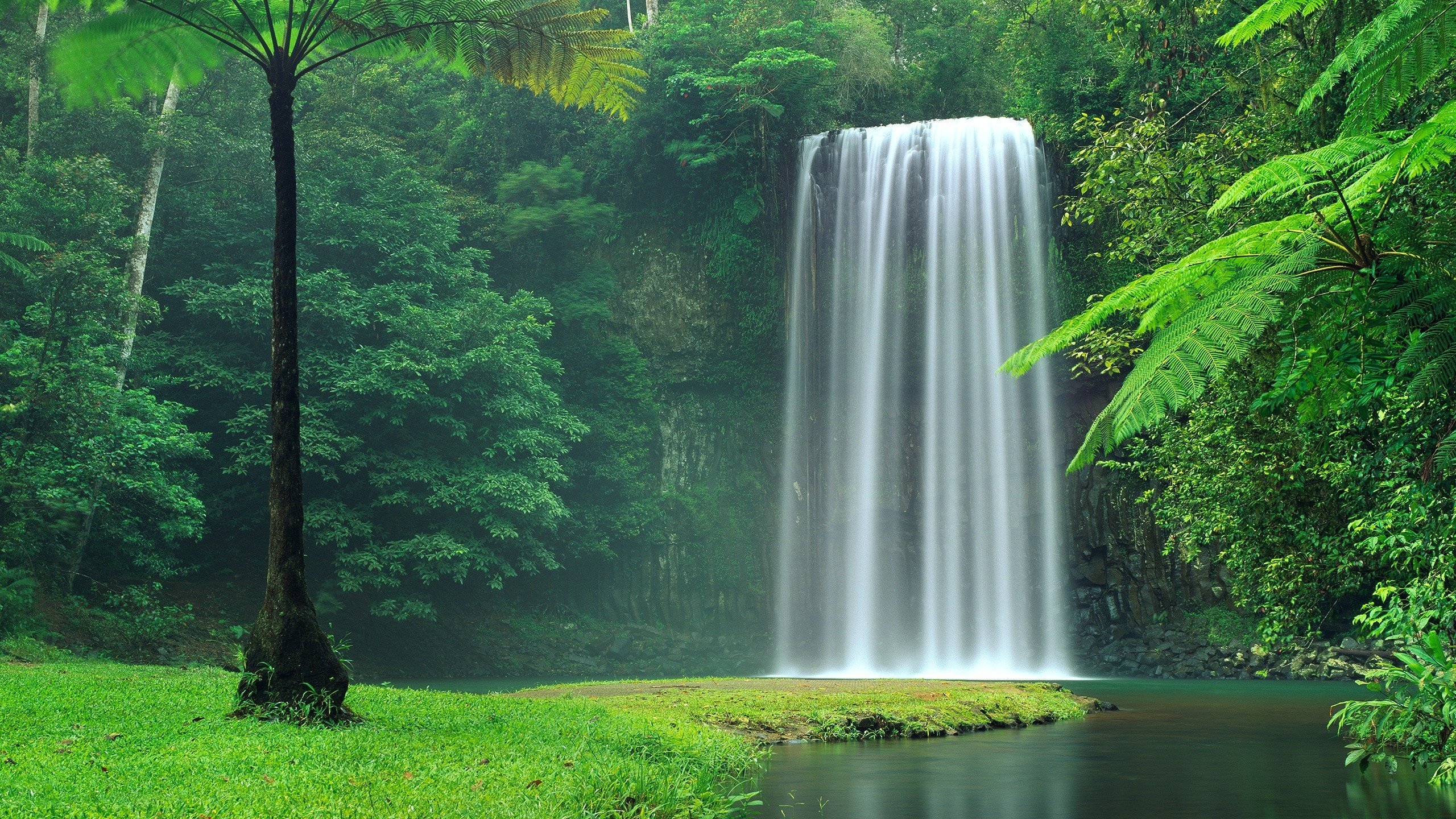 Обои деревья, австралия, вода, тропики, река, джунгли, природа, millaa millaa falls, милла-милла, лес, пейзаж, водопад, поток, trees, australia, water, tropics, river, jungle, nature, forest, landscape, waterfall, stream разрешение 2560x1600 Загрузить