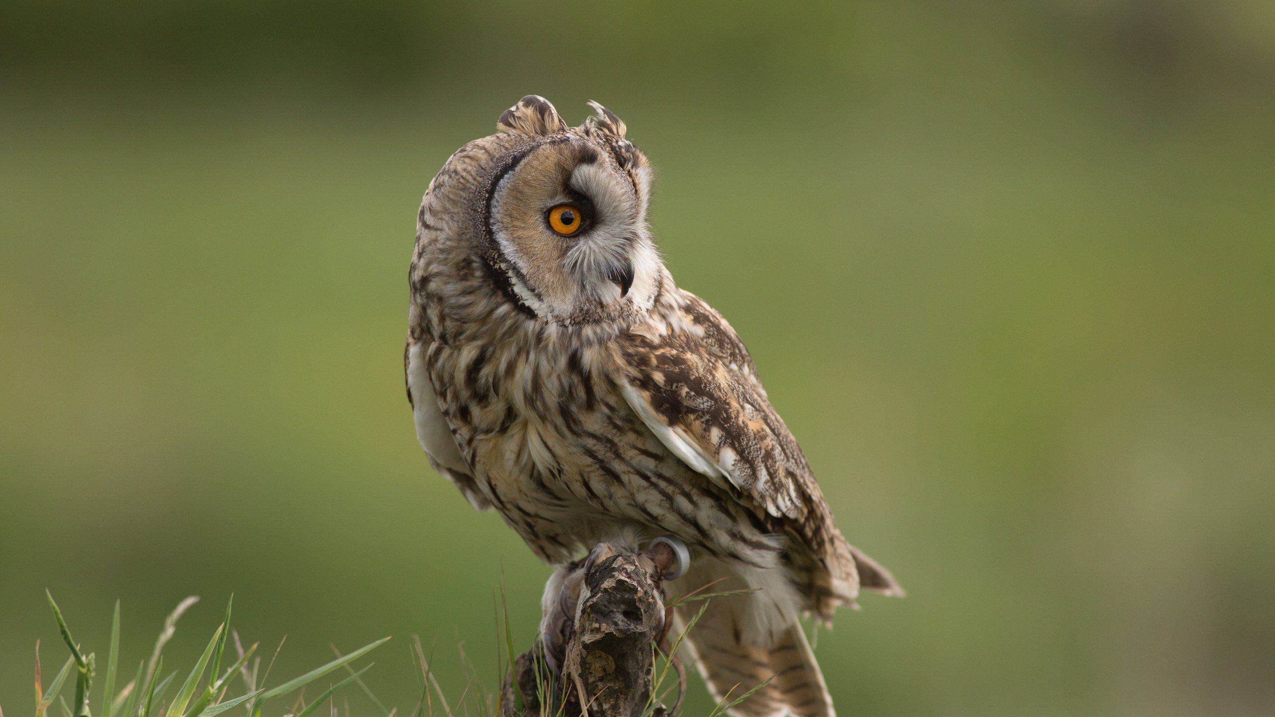 Обои трава, сова, взгляд, птица, клюв, перья, ушастая сова, grass, owl, look, bird, beak, feathers, long-eared owl разрешение 5760x3840 Загрузить