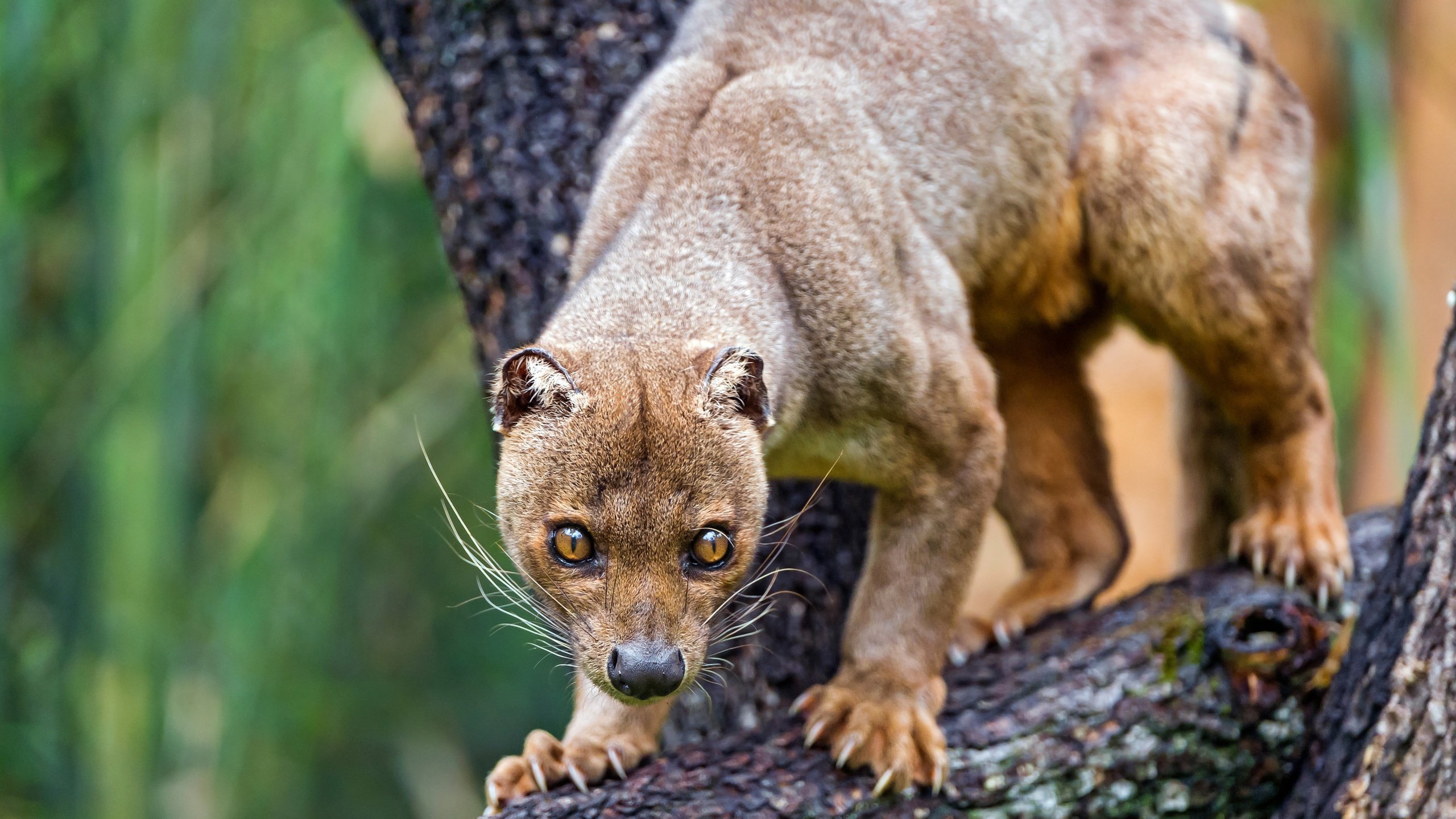 Обои морда, дерево, животные, лапы, когти, зоопарк, фосса, face, tree, animals, paws, claws, zoo, fossa разрешение 4496x2529 Загрузить