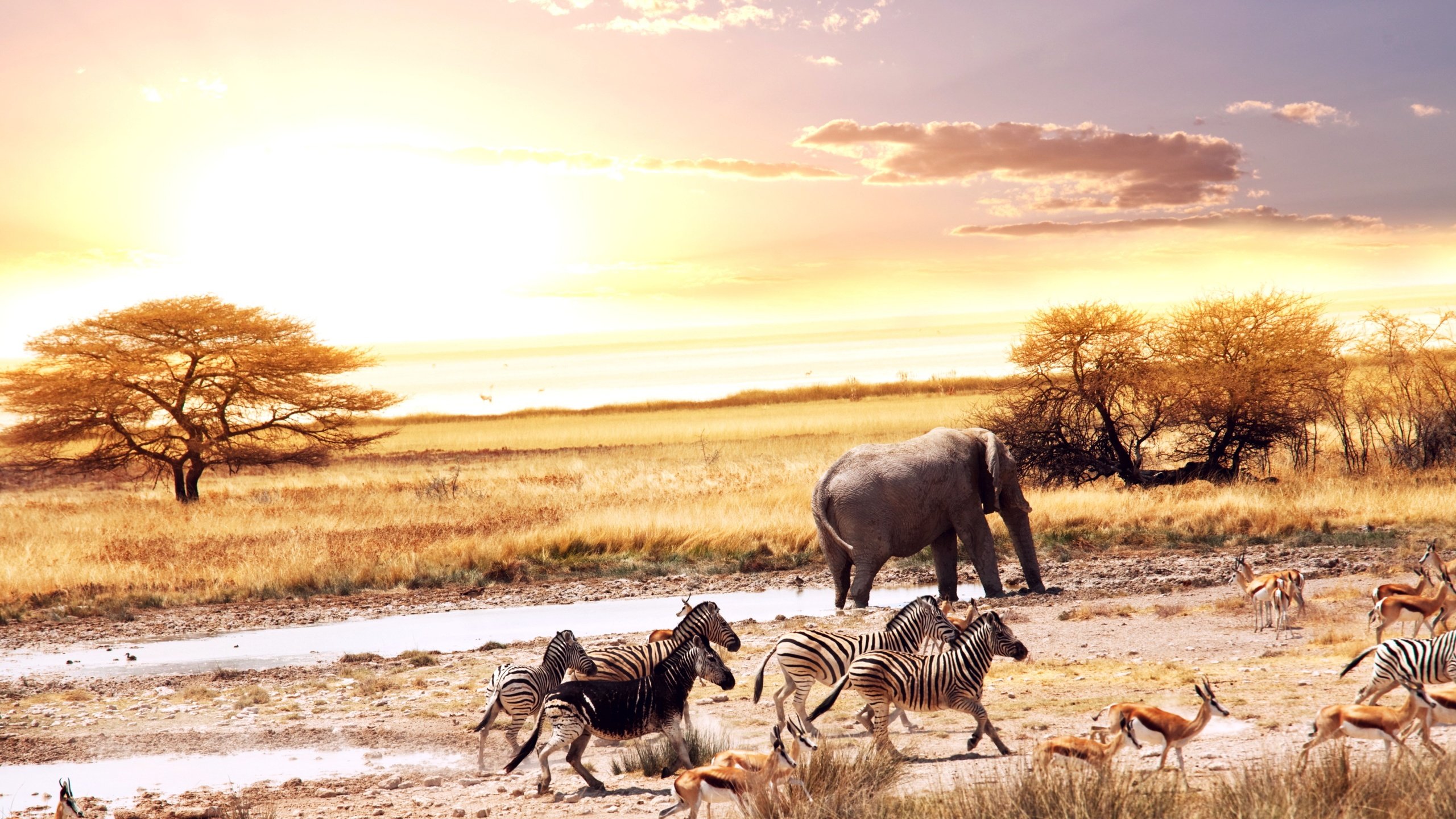 Обои африка, слоны, саванна, зебры, антилопы, africa, elephants, savannah, zebra, antelope разрешение 7942x6015 Загрузить