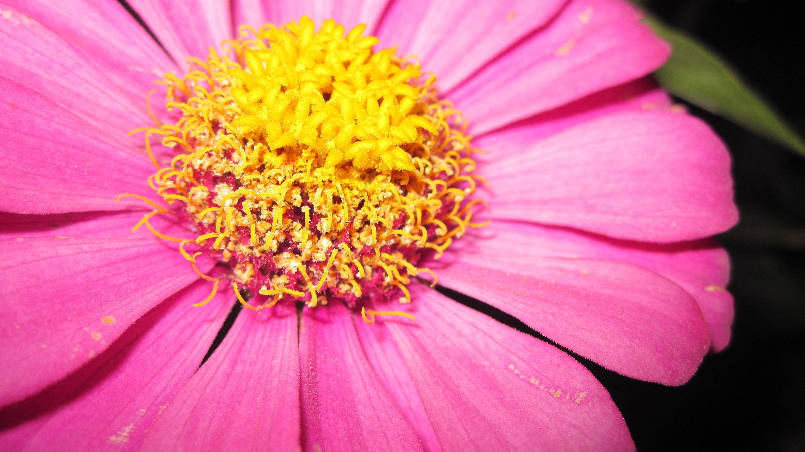 Обои макро, цветок, лепестки, пестики, цинния, macro, flower, petals, pistils, zinnia разрешение 4000x3000 Загрузить