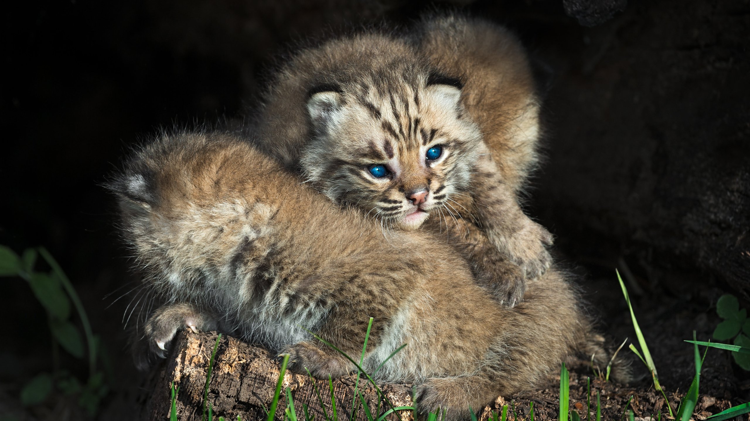 Обои рысь, котенок, голубые глаза, двое, детеныши, рыси, дикие кошки, lynx, kitty, blue eyes, two, cubs, wild cats разрешение 4000x2662 Загрузить