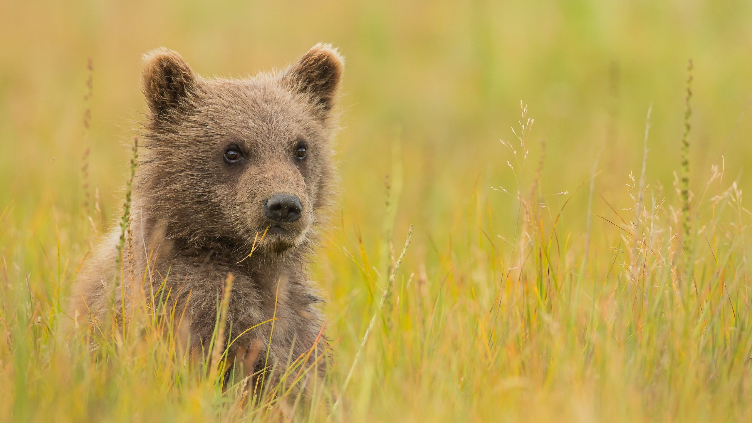 Обои трава, взгляд, медведь, луг, детеныш, медвежонок, grass, look, bear, meadow, cub разрешение 3000x2000 Загрузить