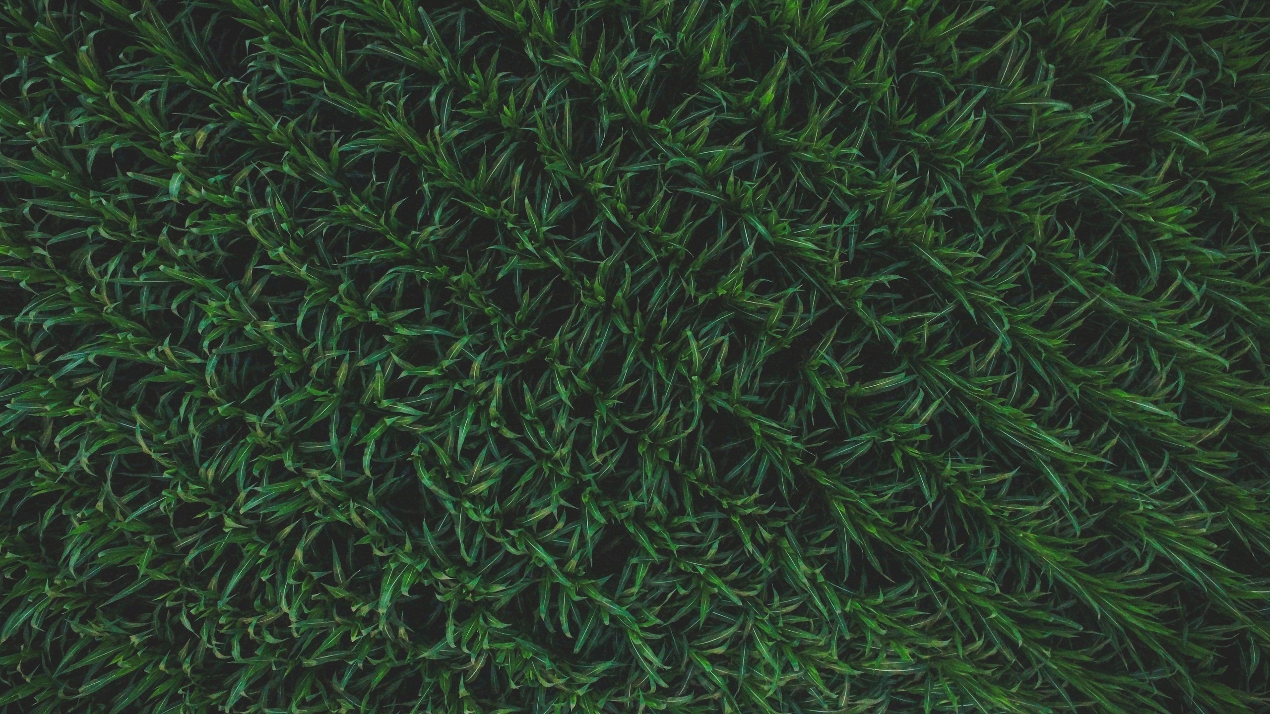 Обои трава, текстура, зелёный, растение, шаблон, grass, texture, green, plant, template разрешение 4000x3000 Загрузить