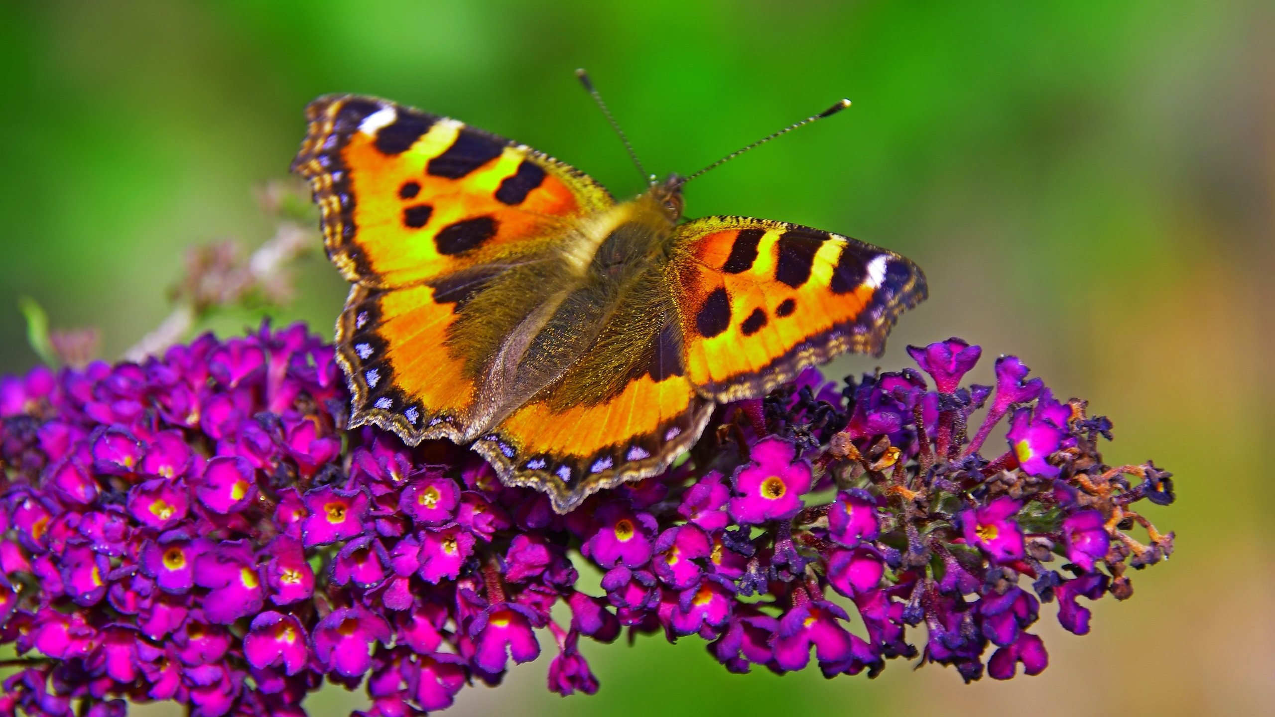 Обои макро, насекомое, бабочка, крылья, цветочки, macro, insect, butterfly, wings, flowers разрешение 3779x2848 Загрузить