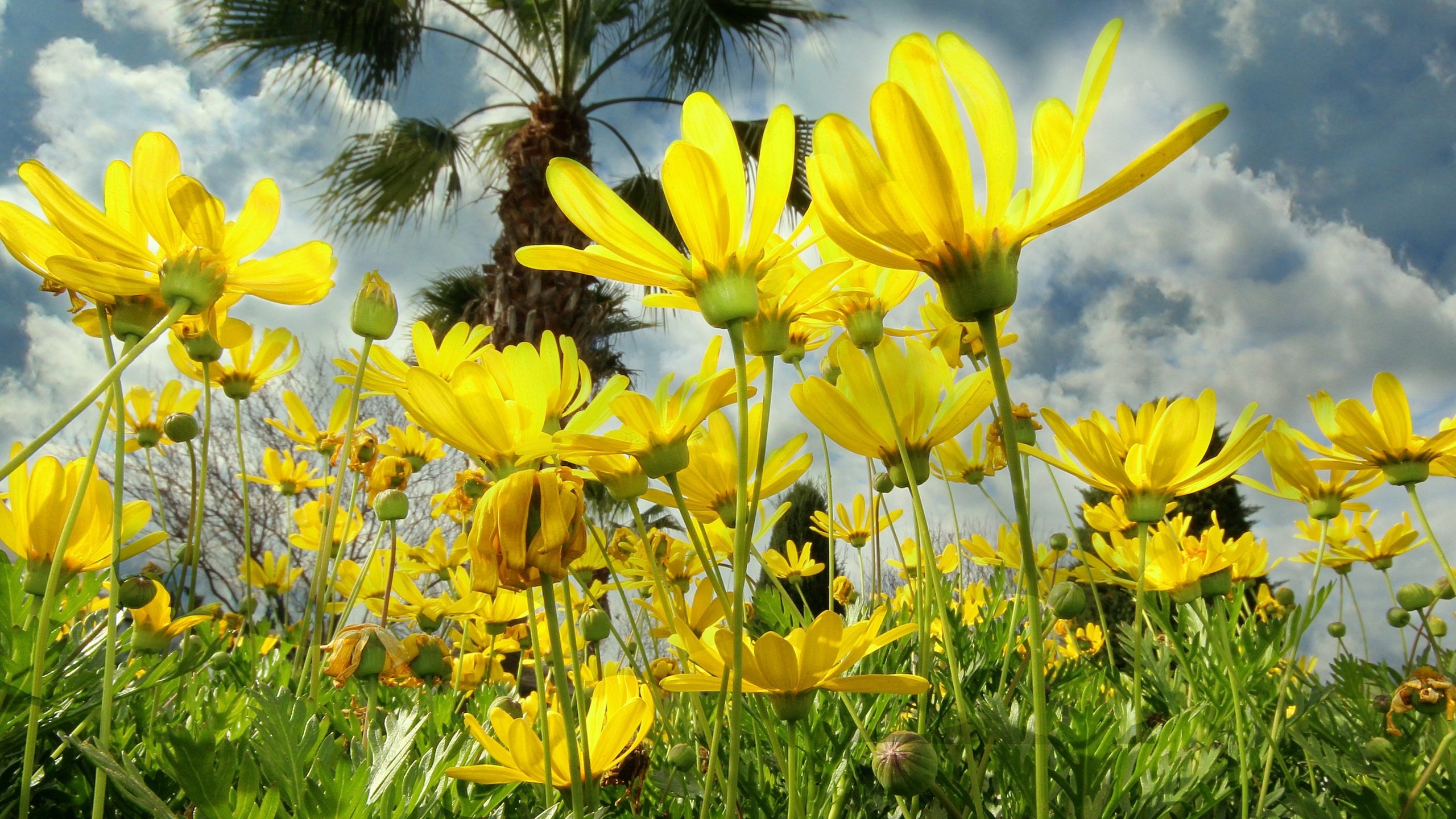 Обои небо, облака, природа, лепестки, луг, космея, желтые цветы, the sky, clouds, nature, petals, meadow, kosmeya, yellow flowers разрешение 3946x1860 Загрузить