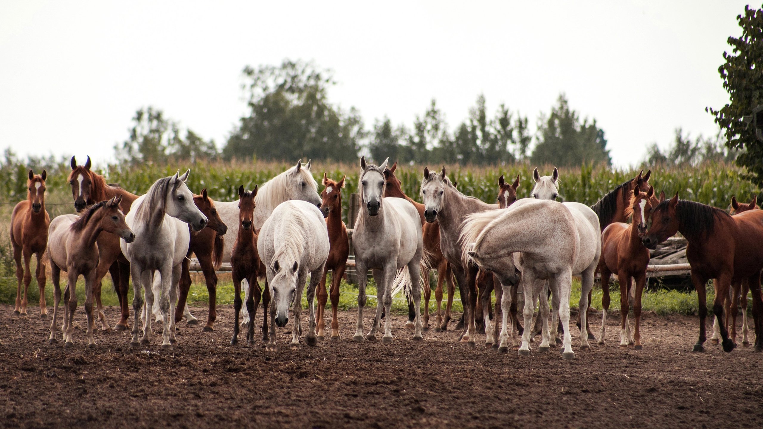 Обои поле, лошади, кони, табун, field, horse, horses, the herd разрешение 3450x2000 Загрузить