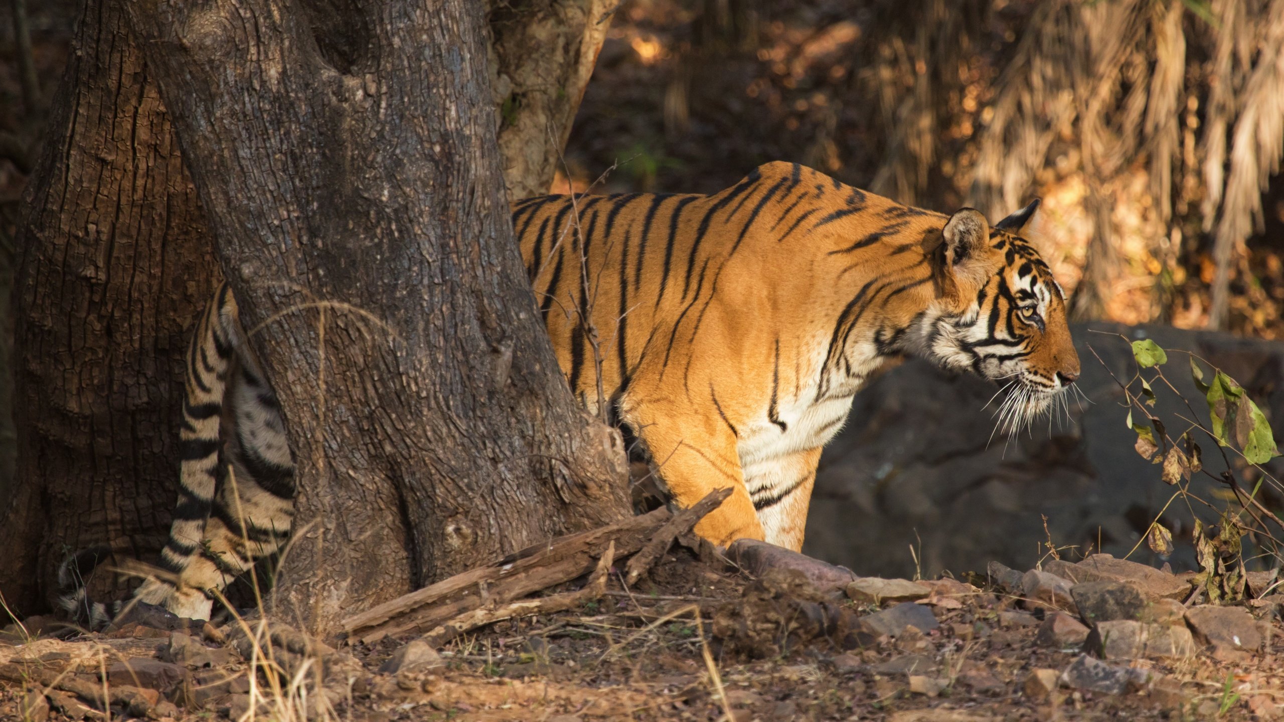 Обои тигр, дерево, хищник, профиль, дикая кошка, tiger, tree, predator, profile, wild cat разрешение 4200x2800 Загрузить