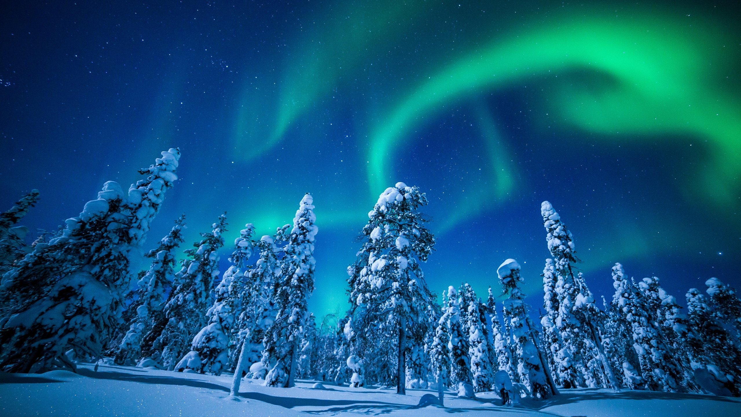 Обои небо, деревья, снег, природа, лес, зима, пейзаж, северное сияние, the sky, trees, snow, nature, forest, winter, landscape, northern lights разрешение 3600x2400 Загрузить