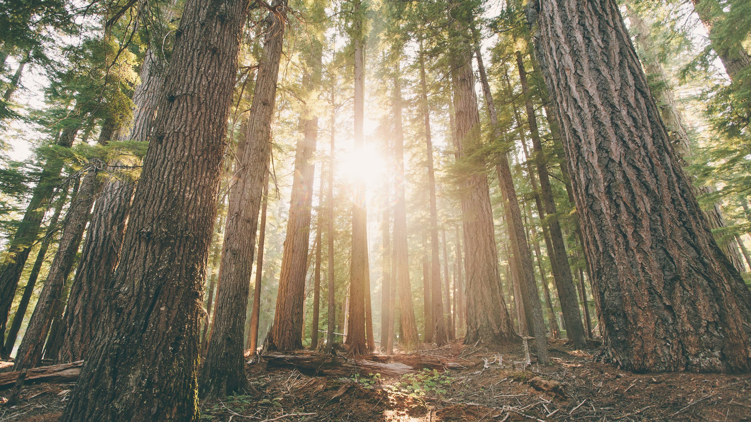 Обои деревья, лес, лучи солнца, стволы, рассвет, сосны, орегон, trees, forest, the rays of the sun, trunks, dawn, pine, oregon разрешение 3840x2400 Загрузить