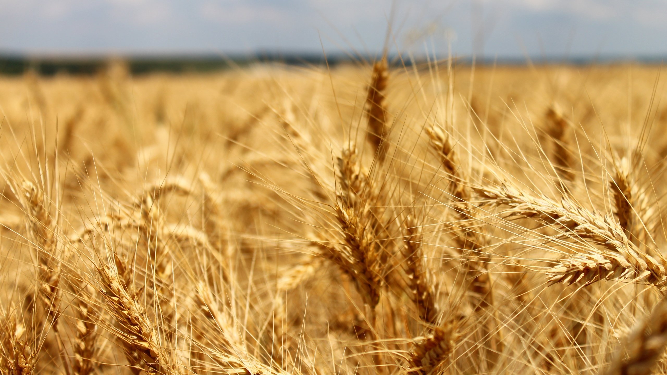 Лето в России хлебное поле