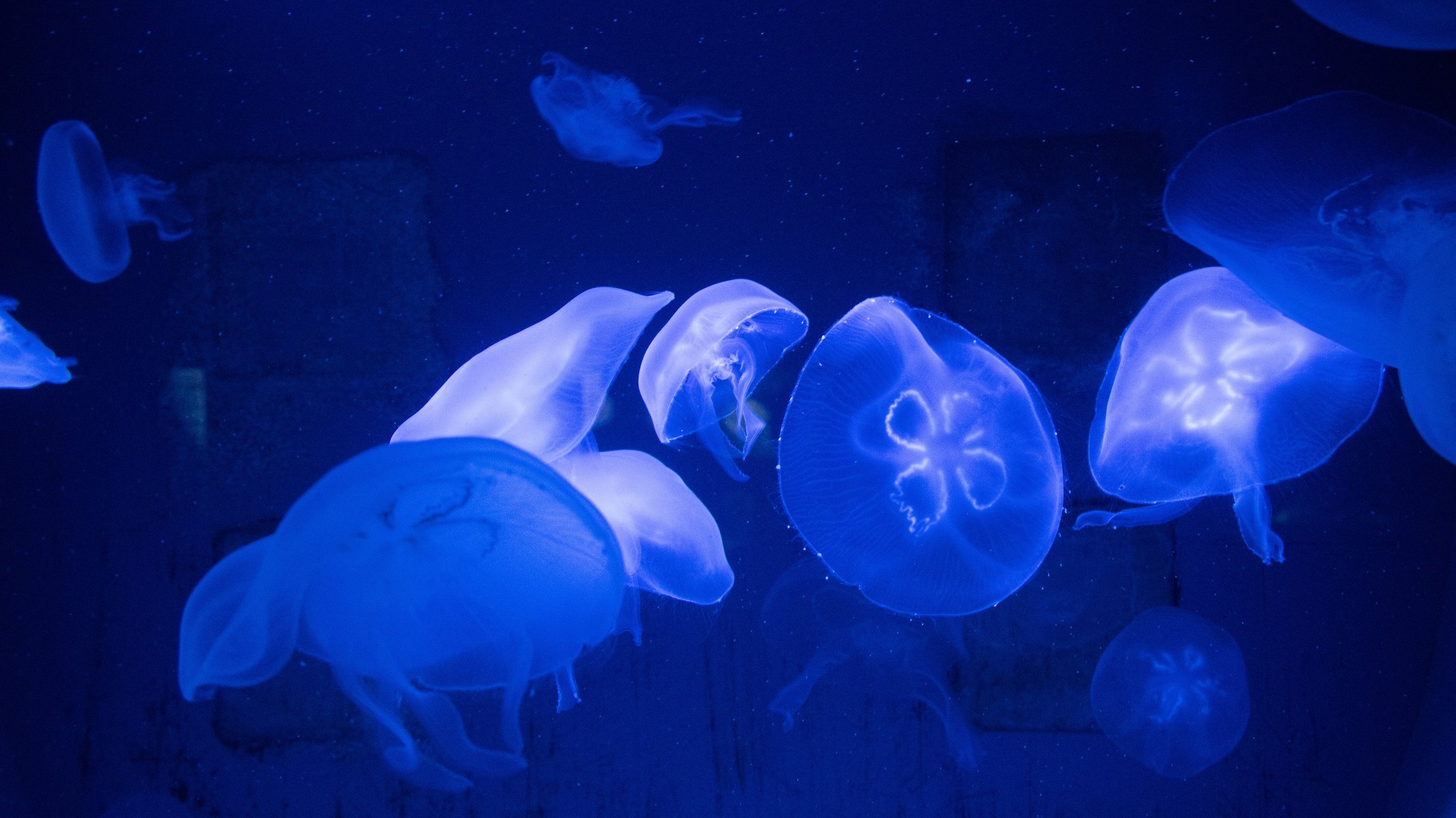 Обои вода, море, медузы, подводный мир, water, sea, jellyfish, underwater world разрешение 6000x3376 Загрузить