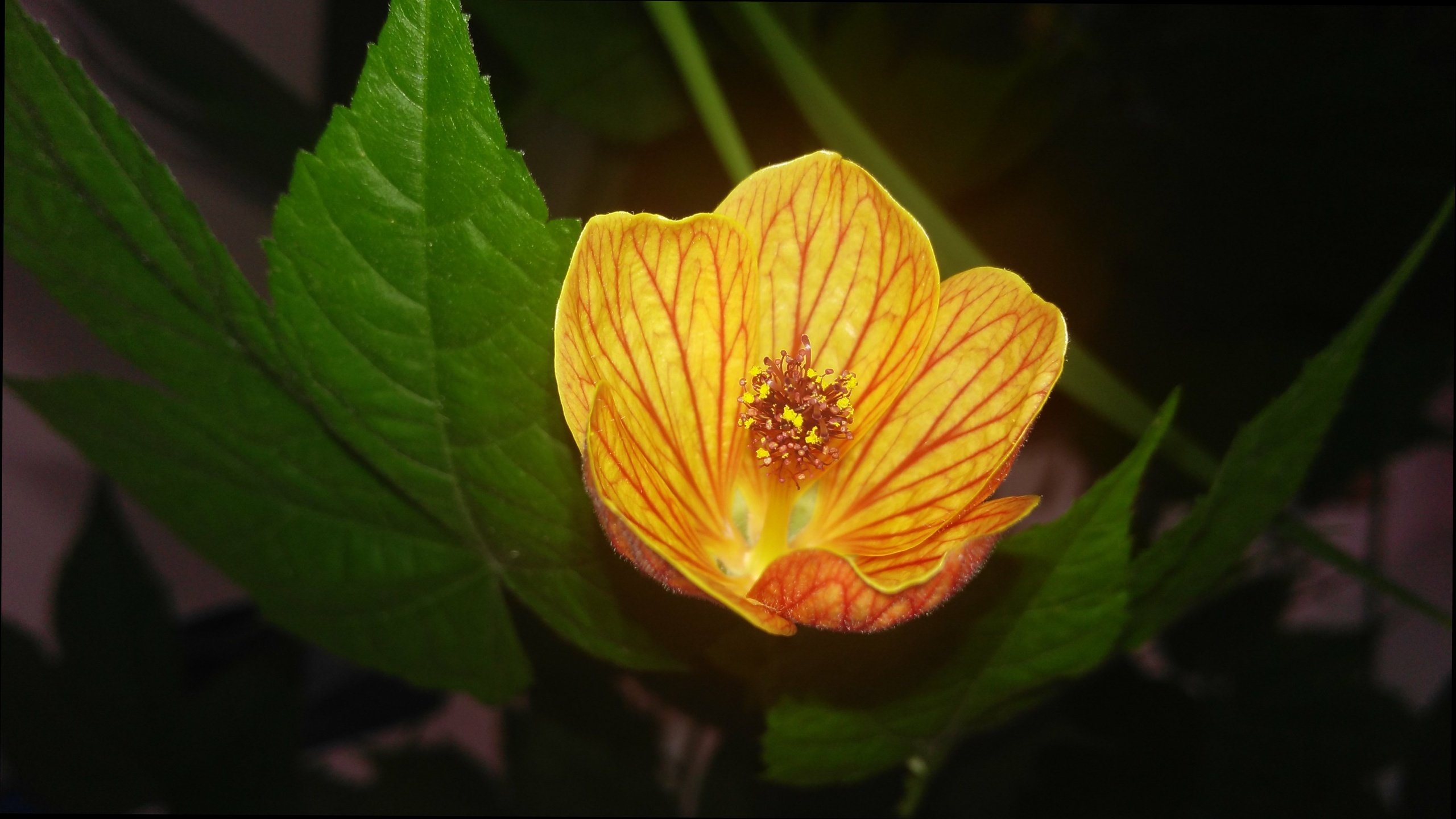 Обои листья, цветок, лепестки, абутилон, комнатный клен, leaves, flower, petals, abutilon, maple room разрешение 4110x2329 Загрузить