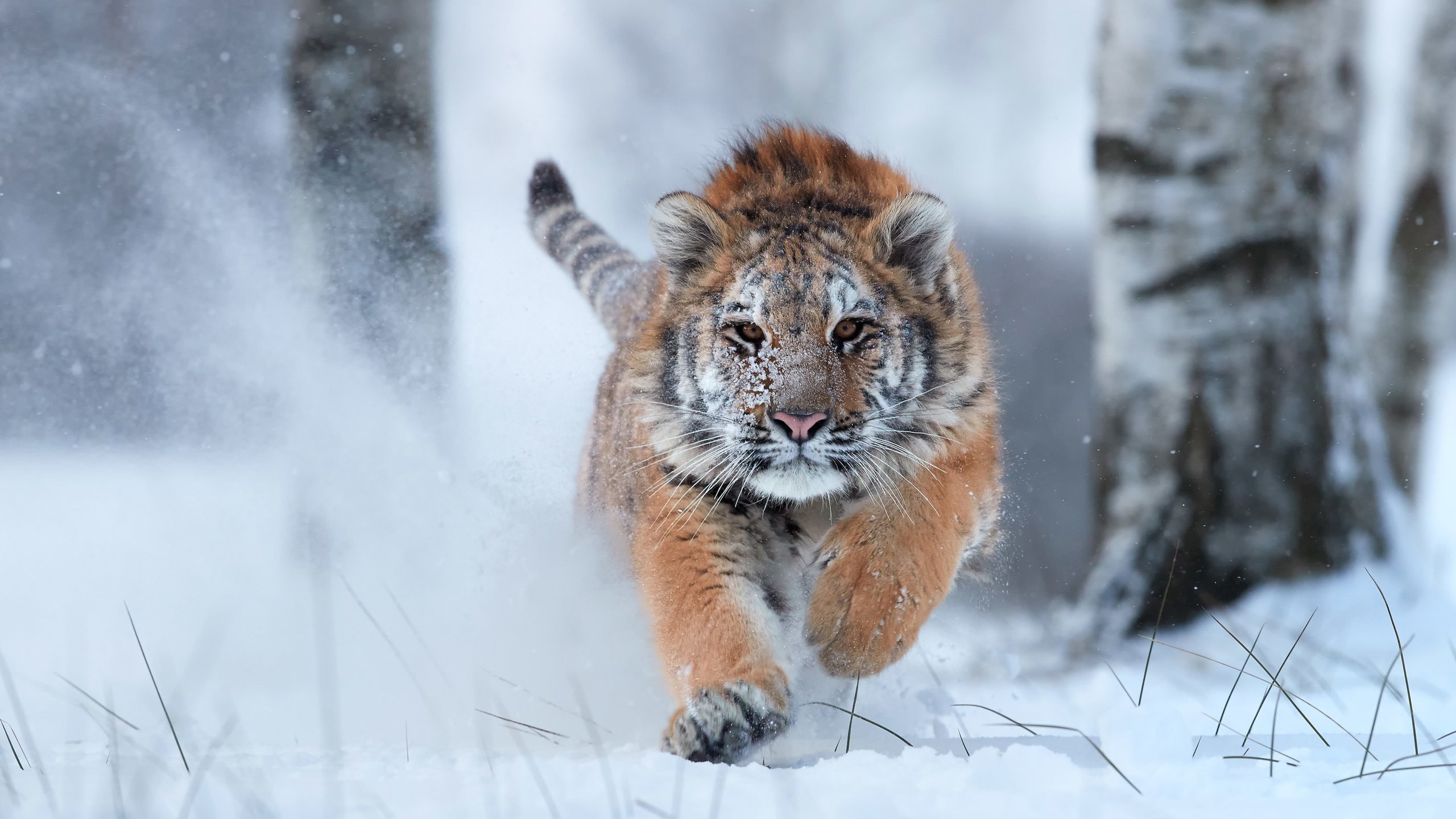 Обои тигр, снег, зима, хищник, большая кошка, tiger, snow, winter, predator, big cat разрешение 2880x1800 Загрузить