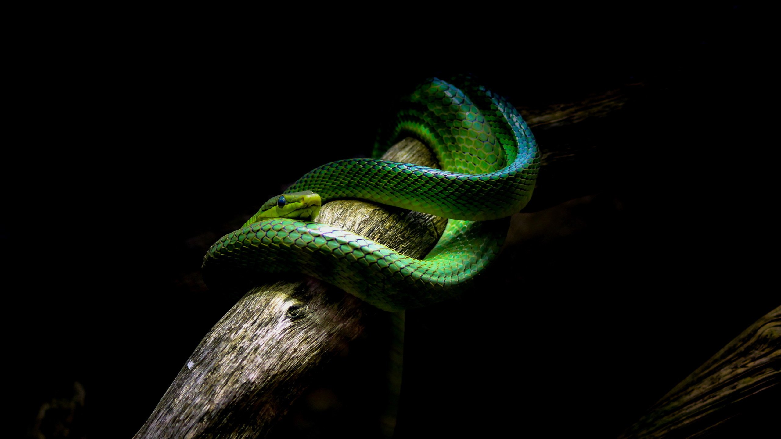 Обои змея, черный фон, ствол, рептилия, пресмыкающиеся, snake, black background, trunk, reptile, reptiles разрешение 2560x1600 Загрузить