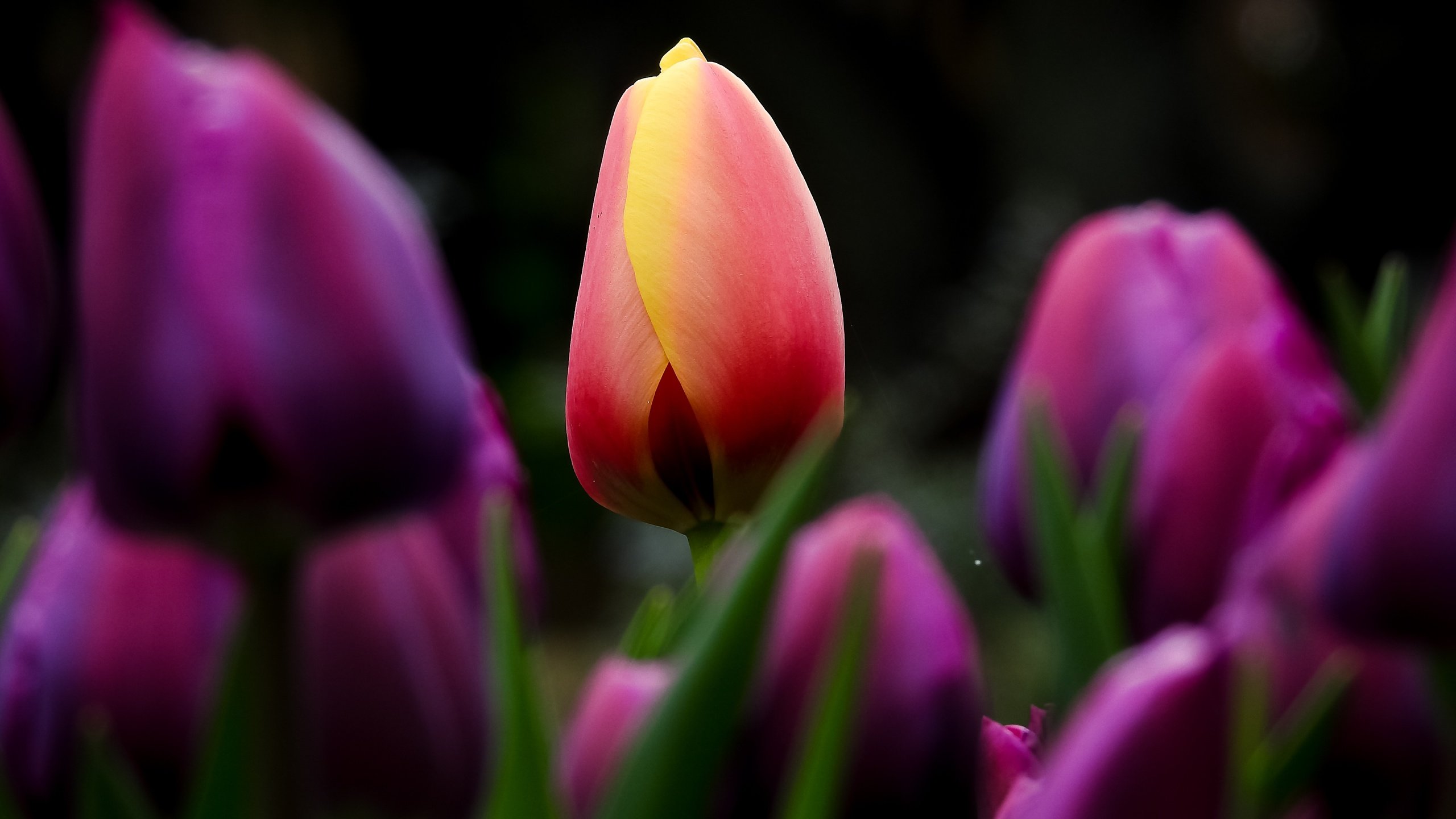 Обои цветы, бутоны, листья, лепестки, весна, тюльпаны, flowers, buds, leaves, petals, spring, tulips разрешение 4503x3311 Загрузить