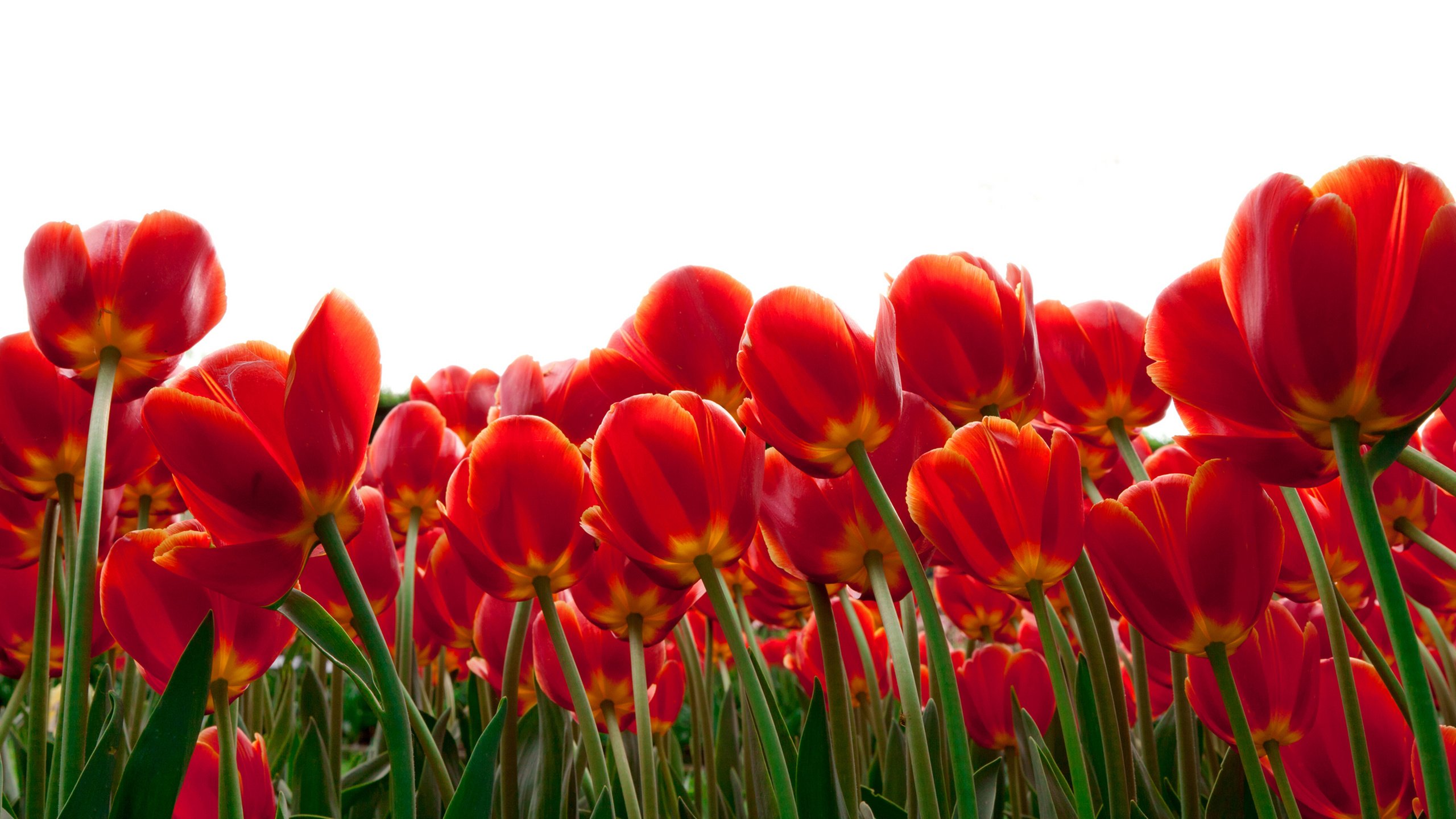 Обои цветы, бутоны, листья, лепестки, весна, тюльпаны, стебли, flowers, buds, leaves, petals, spring, tulips, stems разрешение 4960x3306 Загрузить