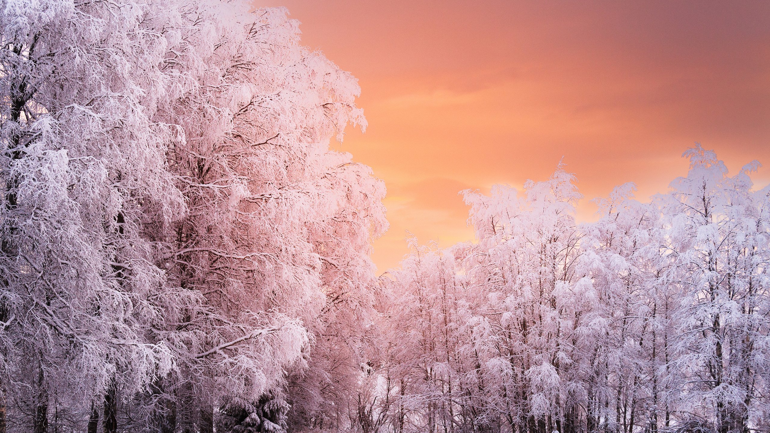 Обои деревья, лес, закат, зима, ветки, иней, норвегия, рена, trees, forest, sunset, winter, branches, frost, norway, ren разрешение 5120x3394 Загрузить