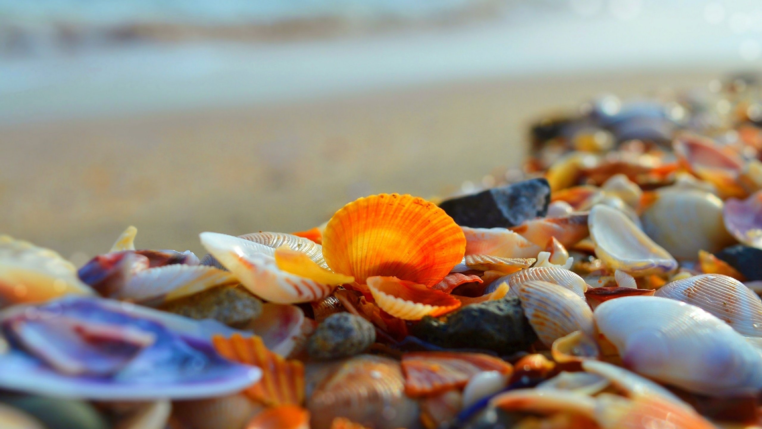 Обои берег, макро, море, ракушки, shore, macro, sea, shell разрешение 3000x1892 Загрузить