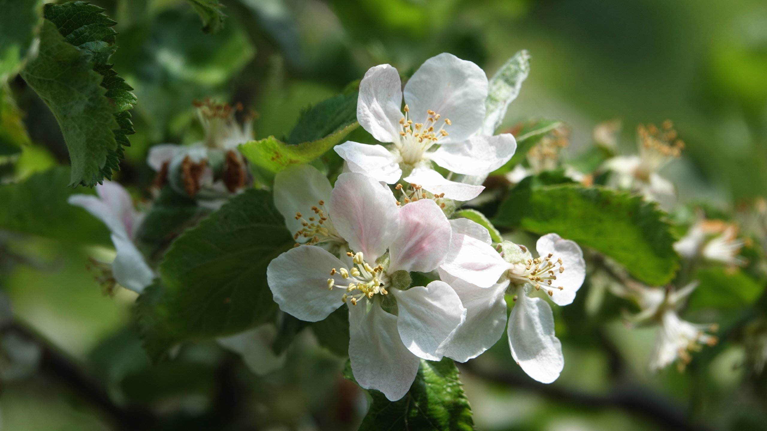 Обои цветы, дерево, цветение, листья, ветки, весна, боке, flowers, tree, flowering, leaves, branches, spring, bokeh разрешение 5472x3648 Загрузить