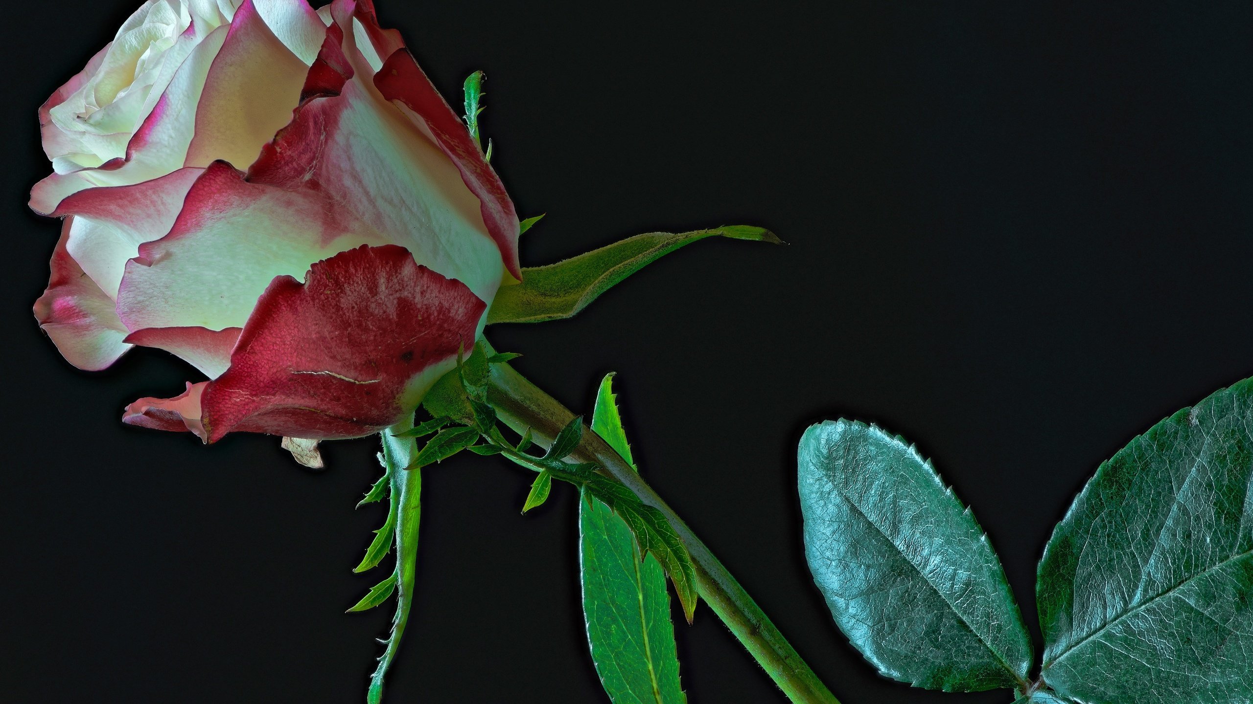 Обои листья, цветок, роза, бутон, черный фон, стебель, leaves, flower, rose, bud, black background, stem разрешение 4400x3000 Загрузить