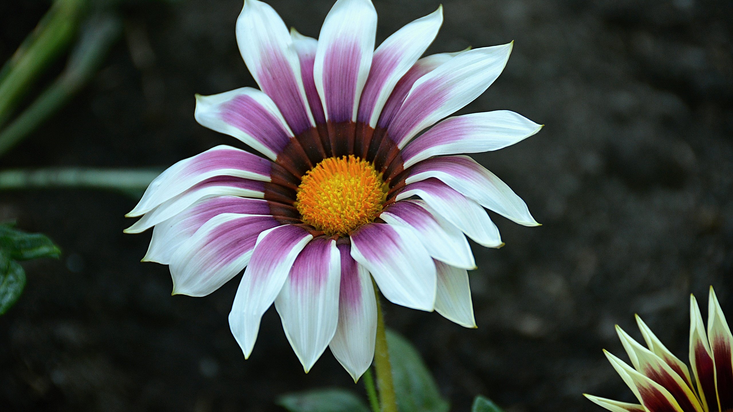 Обои макро, цветок, лепестки, газания, macro, flower, petals, gazania разрешение 6000x4000 Загрузить